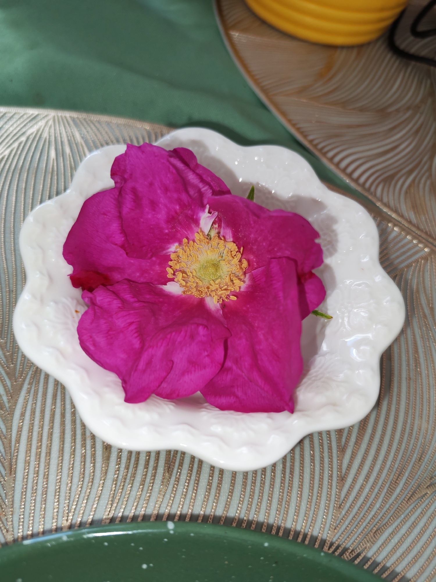A close-up, overhead shot shows a bright pink rose in a white, ruffled dish. The rose has delicate petals and a prominent yellow center. The dish is placed on a textured placemat with a pattern of thin, golden lines on a pale blue-green background. In the background, a green cloth is visible, as well as a portion of a yellow bowl and a gold decorative plate. The scene is indoors, likely a domestic setting, and there are no people present.