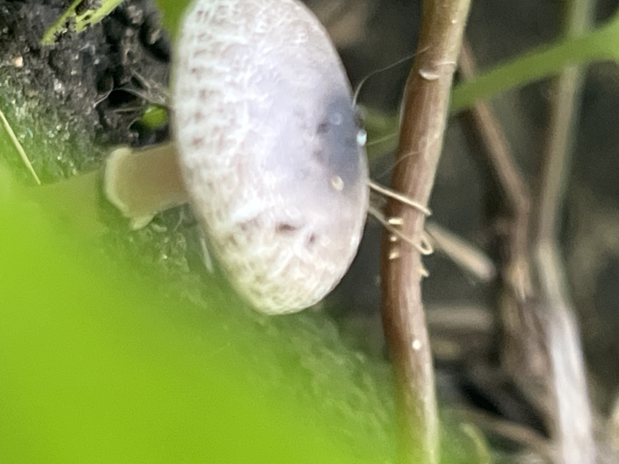 The image shows a close-up view of a small mushroom growing among green foliage. The mushroom has a pale cap with some darker markings and a slender stem. A thin brown twig is visible above the mushroom, with some strands of what appears to be spider silk attached to it. The background is blurred, with hints of dark soil and more green leaves. The scene is likely outdoors, in a natural or semi-natural setting, such as a garden or park. There are no people or specific landmarks visible to indicate a precise location within Krasnyye Barrikady, Russia.