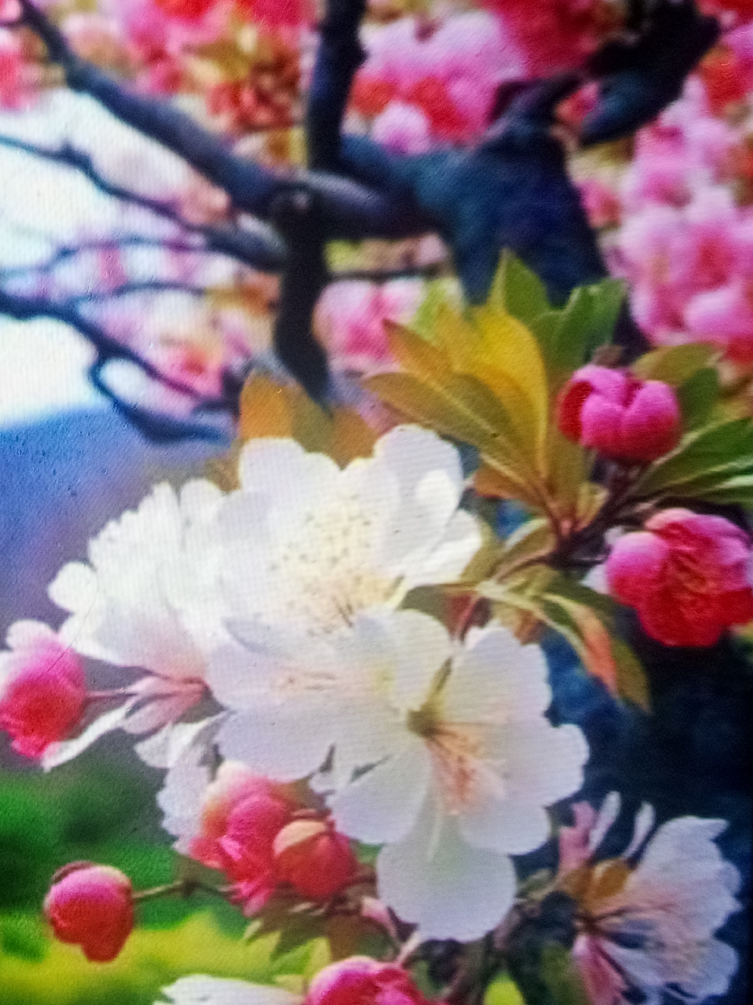 A close-up, slightly blurry photograph shows a flowering tree branch. In the foreground, large white blossoms are in focus, with delicate pink buds and some fully bloomed pink flowers scattered throughout. The branch itself is dark and twisted, with some green and yellow leaves visible. The background is a blur of pink and dark blue, suggesting more flowers and the sky. The image is likely a photograph taken outdoors in a natural setting, perhaps a park or garden. The style of the flowers suggests a spring or early summer scene.