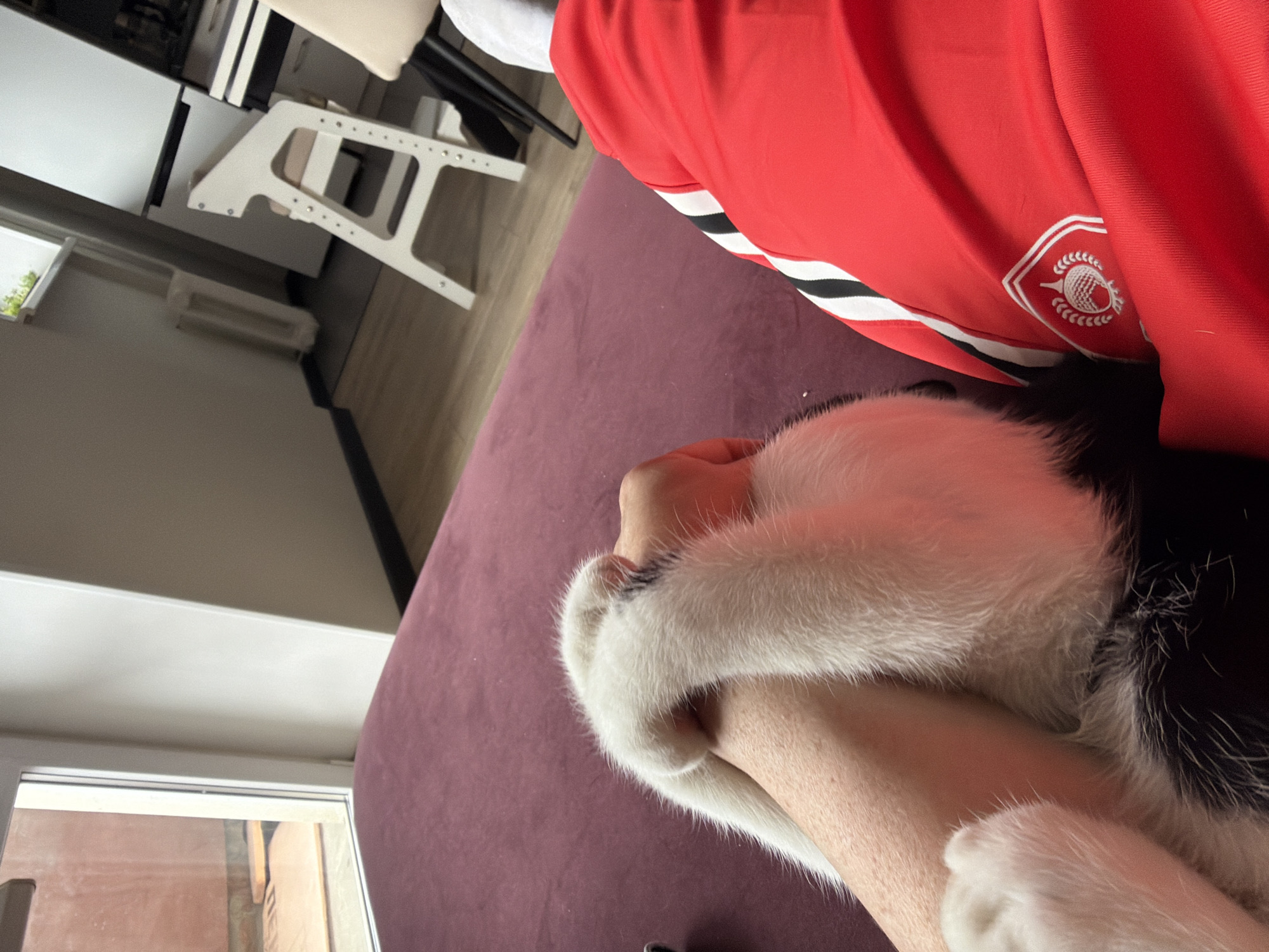 A close-up, low-angle shot shows a person wearing a red shirt with white and black stripes and a white logo of an acorn and leaves, possibly a sports team, holding a black and white cat. The person's arm is wrapped around the cat's body. The cat has its face buried in the person's arm. The background is blurred and includes a window, part of a table and chair, and a purple surface. The location cannot be determined from the image alone.