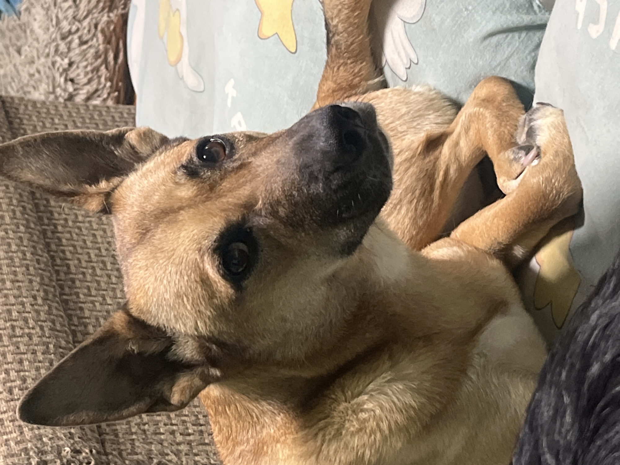A medium-sized, tan dog with erect ears and a black nose is lying down, its body curled. The dog is positioned on a brown couch or sofa, and a light blue pillow with cartoon images is visible behind its head. A gray blanket or throw is also present on the couch near the dog. The scene does not appear to be in Nizhny Tagil, Russia.
