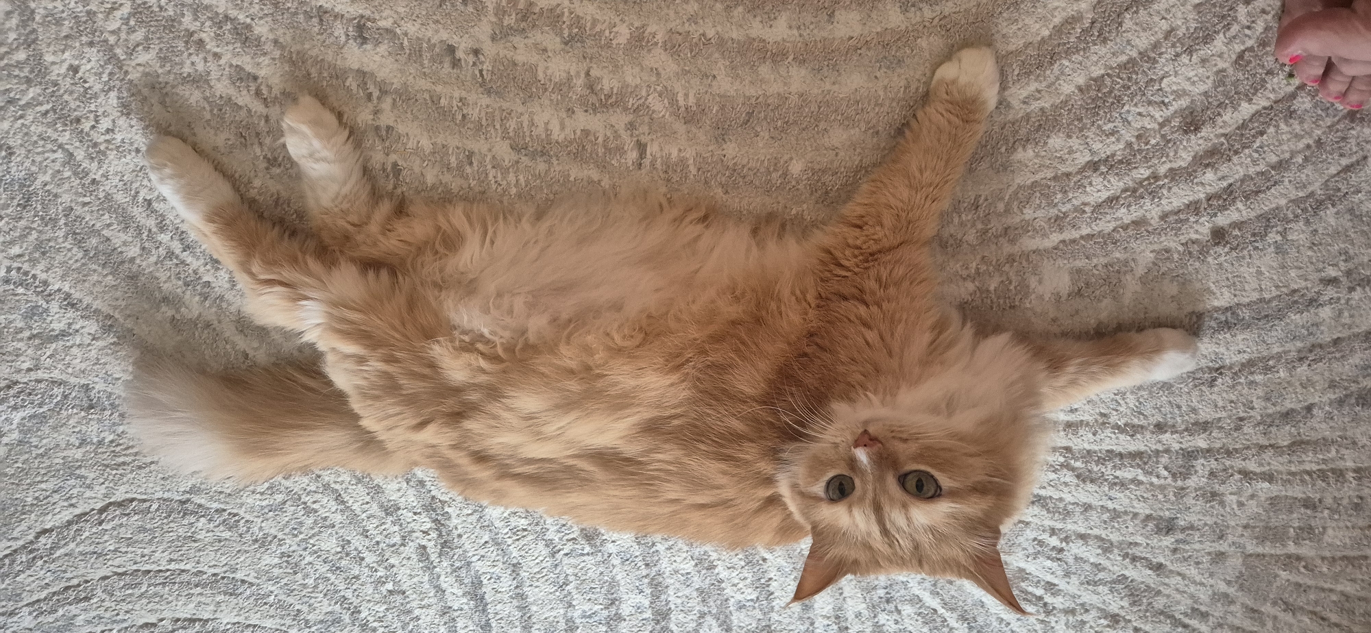 A fluffy, orange cat lies on a textured, neutral-toned carpet. The cat is lying on its back, with its legs stretched out and its paws visible. The cat's eyes are open and looking towards the viewer. A human foot with pink nail polish is visible in the upper right corner. The location appears to be indoors, with neutral background.
