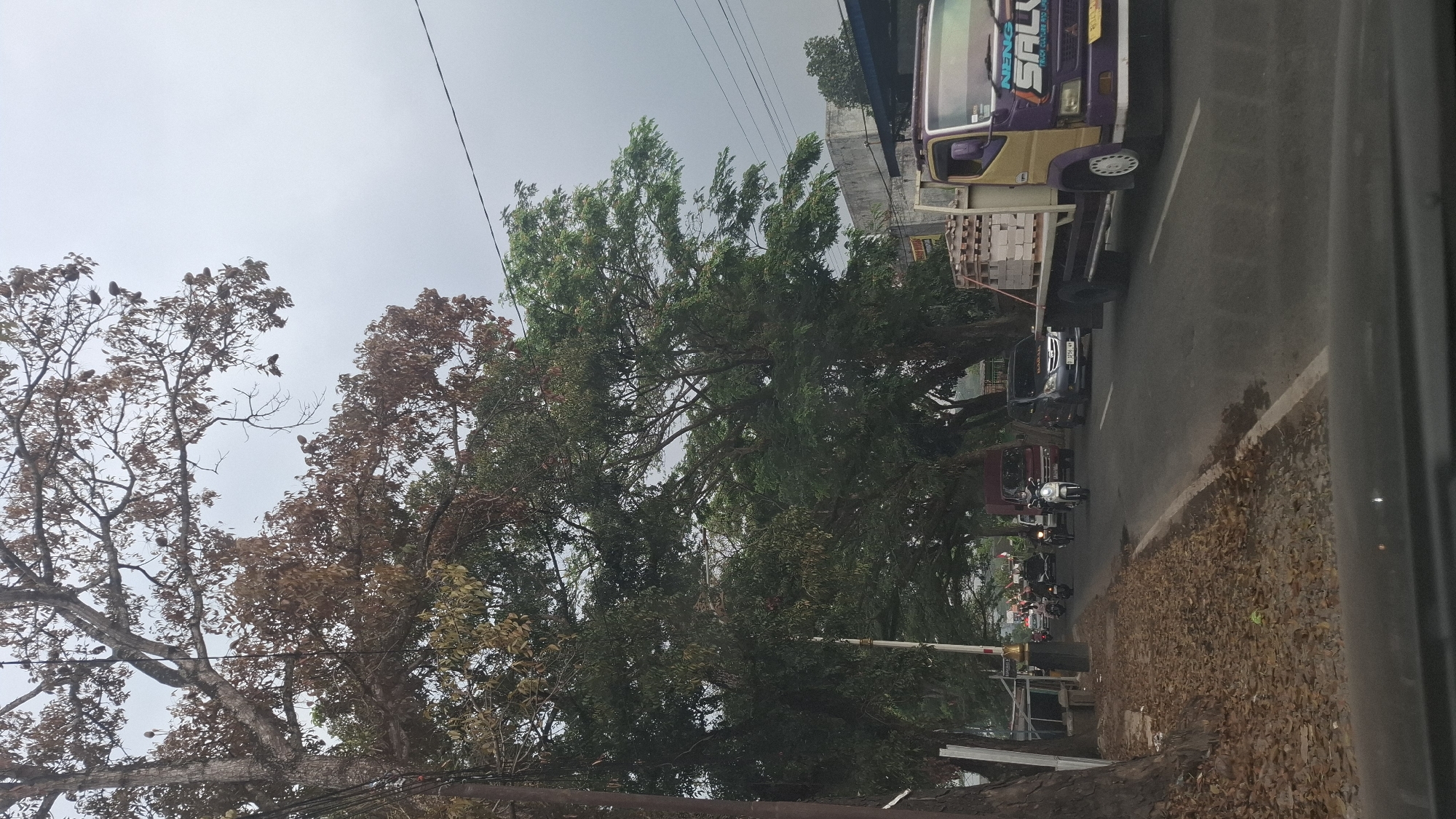 The image depicts a street scene in Susukan, Indonesia, on a cloudy day. The foreground shows the interior of a vehicle, suggesting the photo was taken from a car. The road is lined with large trees, some with brown, dry leaves, indicating a possible dry season or the natural shedding cycle. On the right side of the road, a purple and yellow truck is parked, loaded with stacked materials that appear to be bricks or blocks. The truck has signage that includes "NENG SAL" and "TRUCK CULTURE AND LOGISTICS". Further down the road, there is traffic, including motorcycles and cars. One motorcycle has a rider wearing a helmet. The sky is overcast and gray.