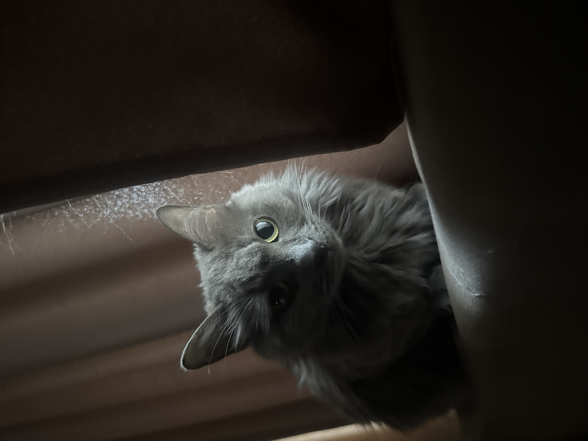A gray cat with long fur and yellow eyes is sitting on a dark-colored surface, possibly a couch or chair. The cat is positioned on the left side of the frame, looking to the right. Behind the cat, there are dark brown curtains. The lighting is dim, with a notable shadow cast on the right side of the image, obscuring some details of the environment. The surface the cat is sitting on appears textured, with some lighter marks visible. There is no indication of a specific location within Nizhny Novgorod, Russia, or any human presence in the image.