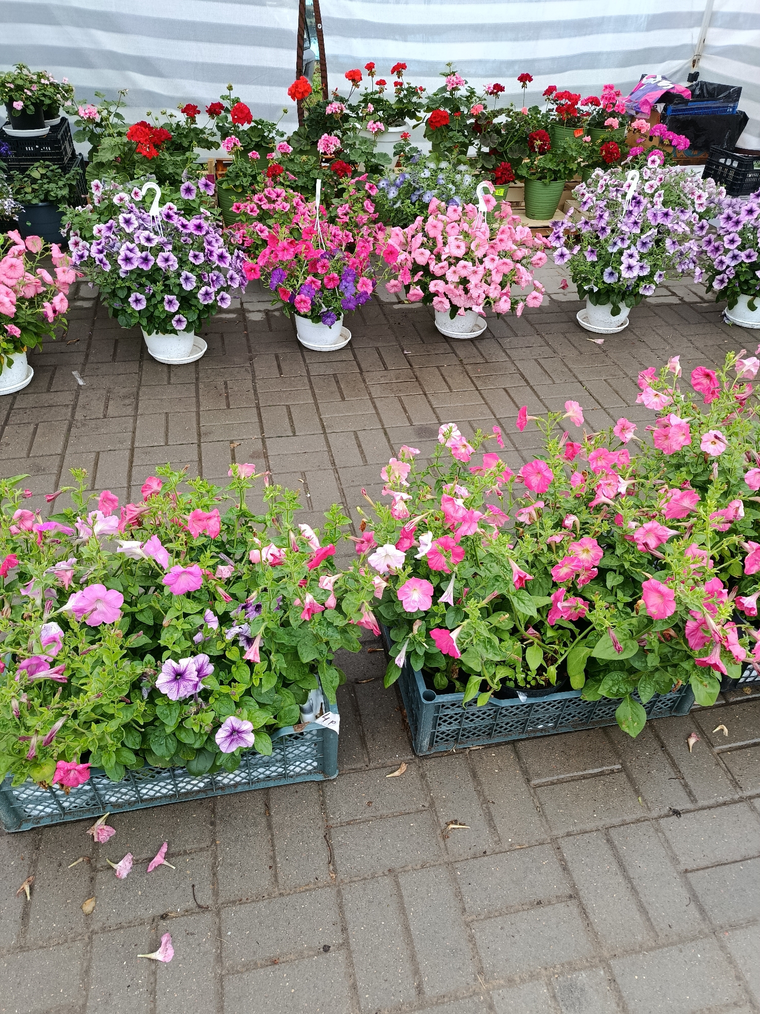 The image depicts an outdoor flower market stall likely located in Смілавіцкі сельскі Савет, Belarus, given the context. The stall is covered by a white awning. In the foreground, several large plastic crates are filled with vibrant pink and purple petunias. Some fallen petals are scattered on the paved walkway. Behind these crates, a row of hanging white pots filled with purple and pink petunias are displayed, some with visible white hangers. Further back, an assortment of potted plants, including red geraniums and pink pelargoniums, are arranged on the ground and on tiered stands. Black plastic crates and bags are visible in the background, suggesting merchandise and logistical items. The overall scene is a bustling display of flowering plants for sale.