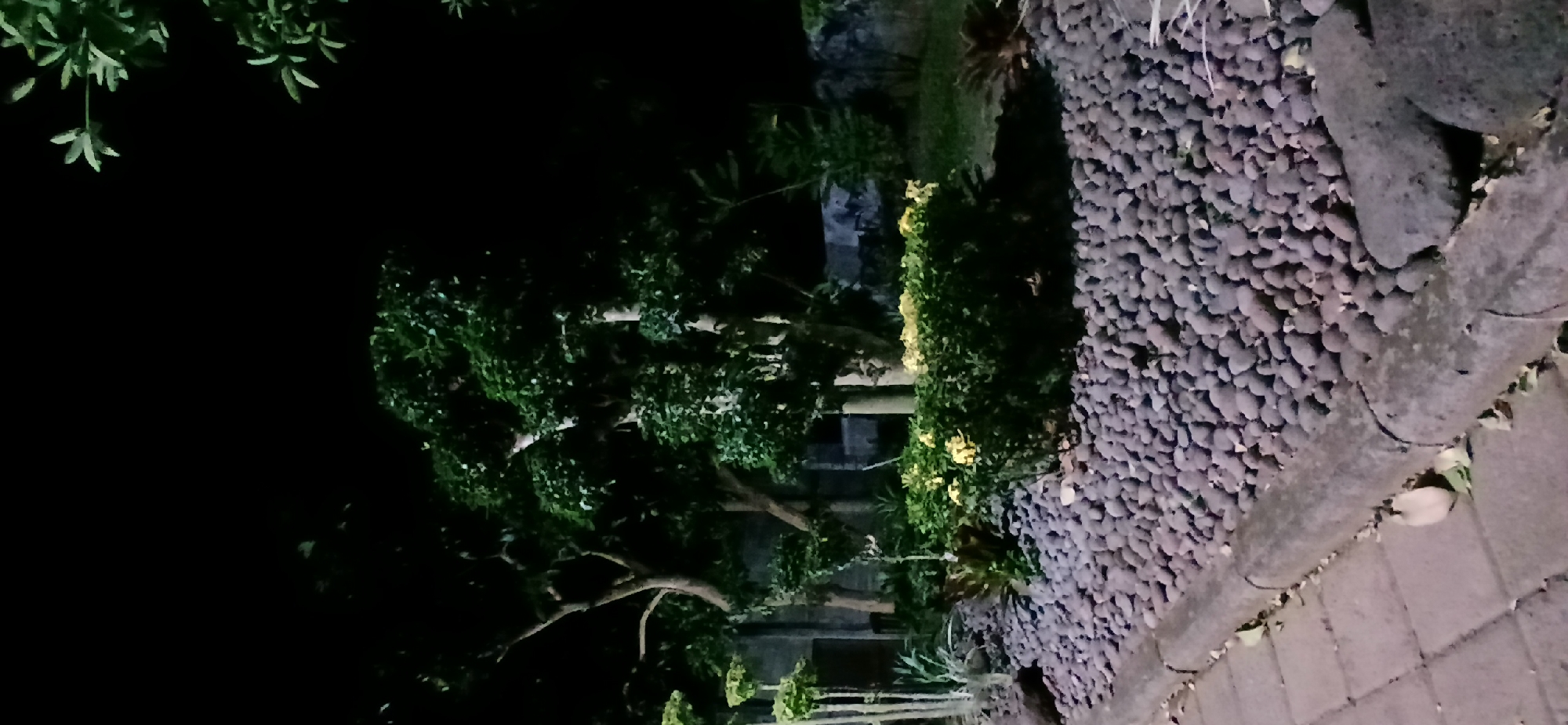 The image depicts a garden area at night. In the foreground, a paved walkway made of square tiles is visible on the left, bordered by a concrete curb. Beyond the curb, the ground is covered with numerous dark, rounded stones. A low-lying bush with yellow flowers is situated in the midground, behind the stones. Behind the bush, several trees with dark green foliage are present, some with visible trunks and branches. The background consists of a dark, indistinct area, likely the night sky, with some hints of foliage and a low wall structure to the right. The scene is dimly lit, suggesting artificial lighting is present but not directly visible. No people or animals are present in the image. The location is identified as Sekarputih, Indonesia.