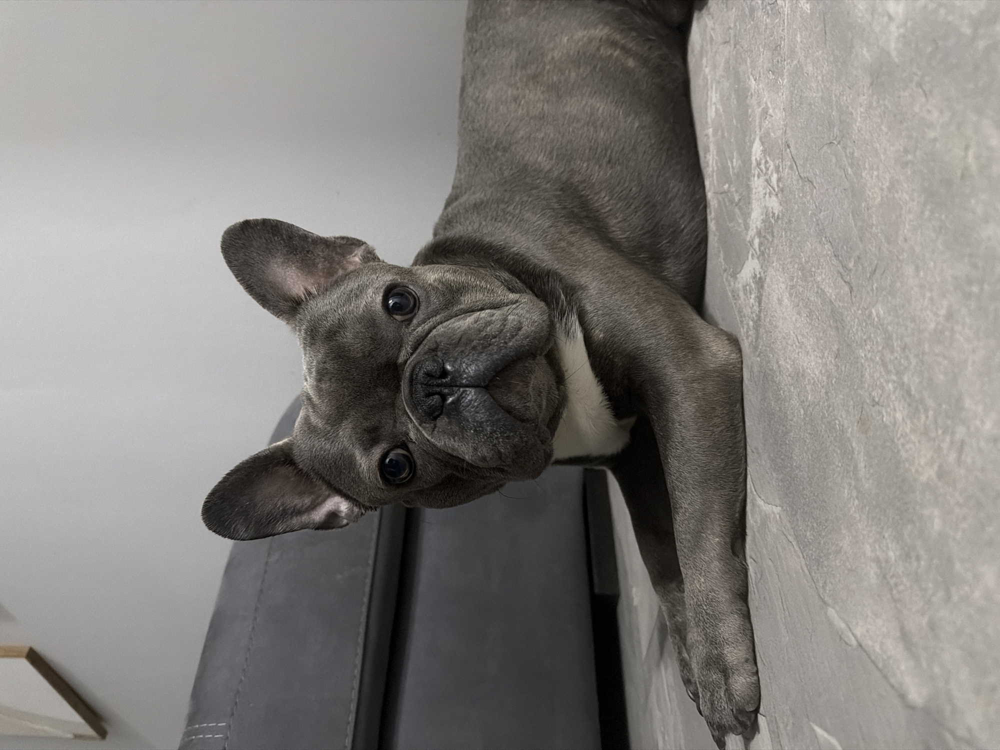 A blue fawn French Bulldog is lying on a light gray, textured floor, facing the camera. Its front paws are extended forward, and its body is stretched out. The dog has large, erect ears and a wrinkled snout. A white patch of fur is visible on its chest. In the background, a dark gray sofa is visible to the left, and a plain gray wall is behind the dog. The overall scene appears to be indoors, in a modern, minimalist setting. The image does not provide any information that could indicate a location in the city of Ruse, Bulgaria.