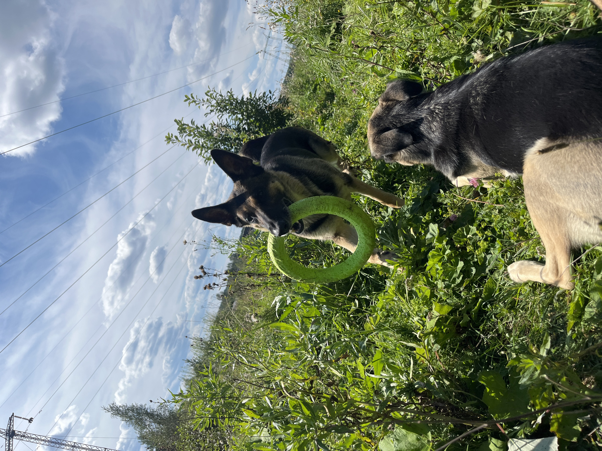 Two dogs are playing with a green ring toy in a grassy area with power lines overhead. One German Shepherd dog is in the foreground, holding the toy in its mouth, with its head turned towards the other dog. The second dog is lying down in the foreground, facing away from the viewer, with its head down. The background consists of green vegetation, trees, and a blue sky with clouds. The power lines are strung between two large transmission towers on the left side of the image. The location is the city of Nizhny Tagil, Russia.