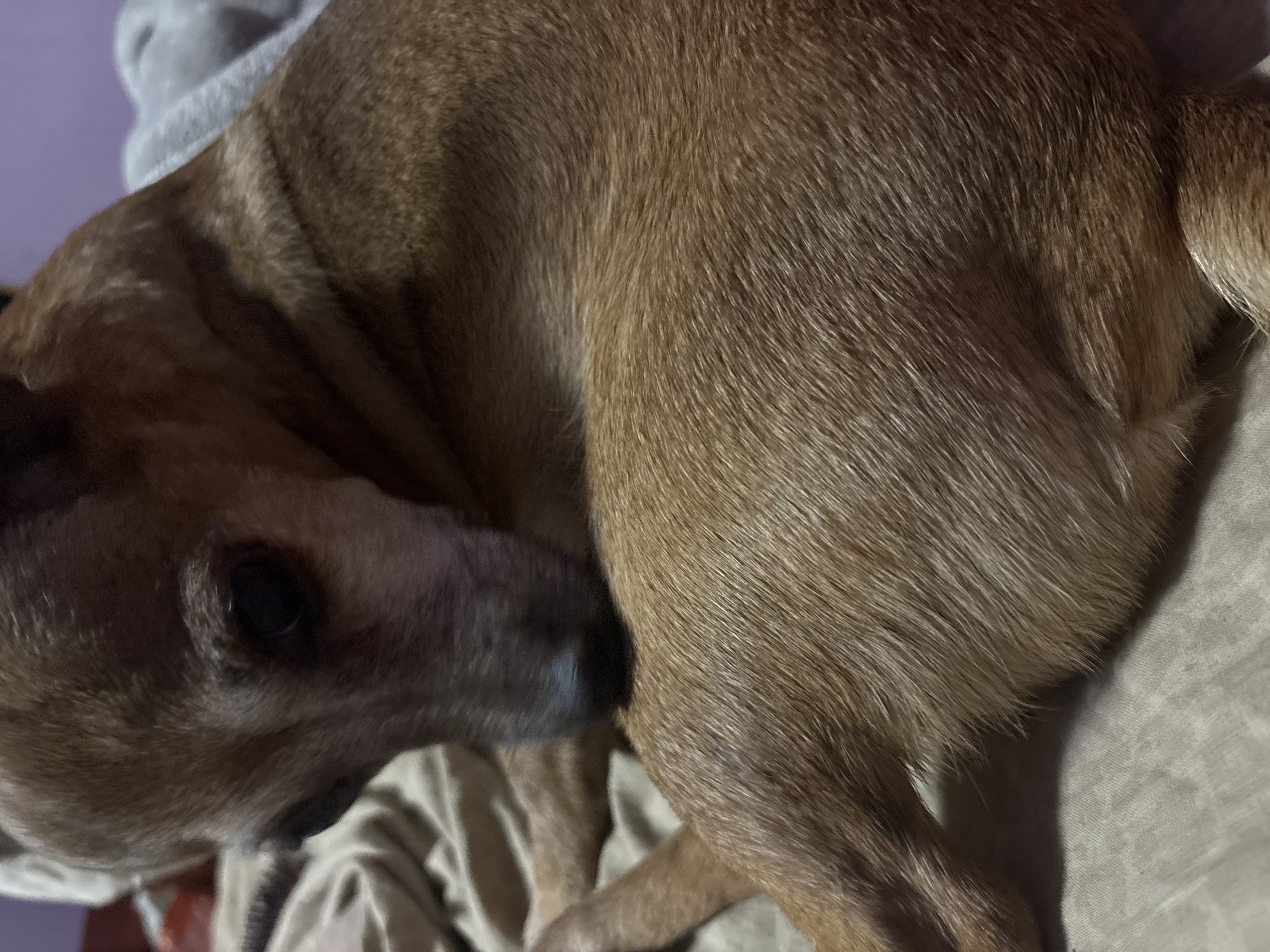 A medium shot, high-angle, eye-level view of a small, tan-colored dog lying down on a beige, textured surface. The dog is partially curled up, with its head down and resting on its foreleg. The dog's fur appears short and dense, with variations in tone from light tan to a darker brown. The background is out of focus, showing a hint of a purple wall and a gray blanket. The lighting is soft and warm, casting subtle shadows. The scene appears to be indoors, likely in a domestic setting. There is no information in the image to indicate the city of Burgas, Bulgaria.