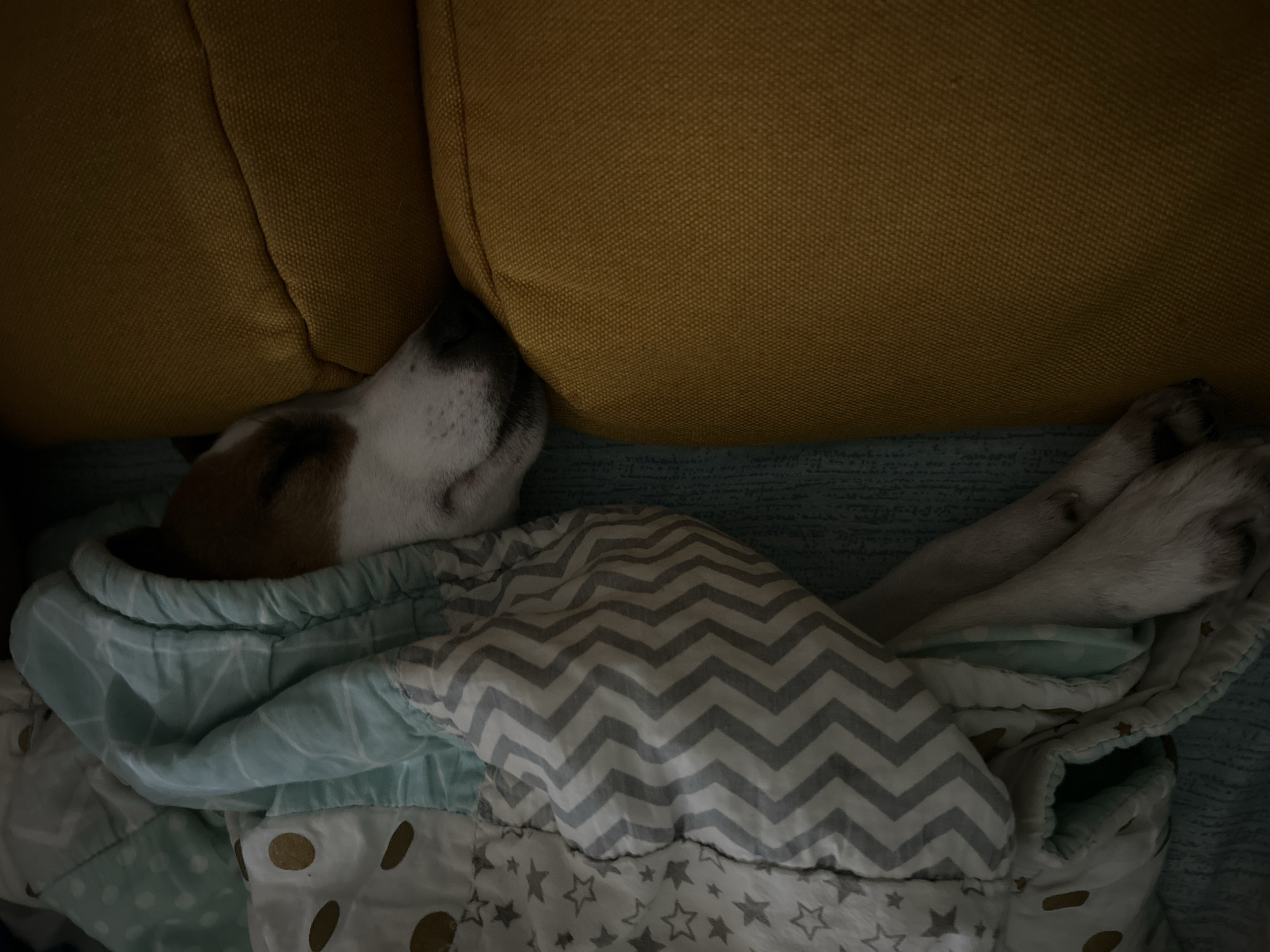 A dog sleeps deeply, nestled against a yellow cushion. The dog is covered with a blanket that has a pattern of white stars, grey chevrons, and light blue. The scene appears to be indoors. The location in the city of Chaikovsky, Russia, cannot be determined from the image.