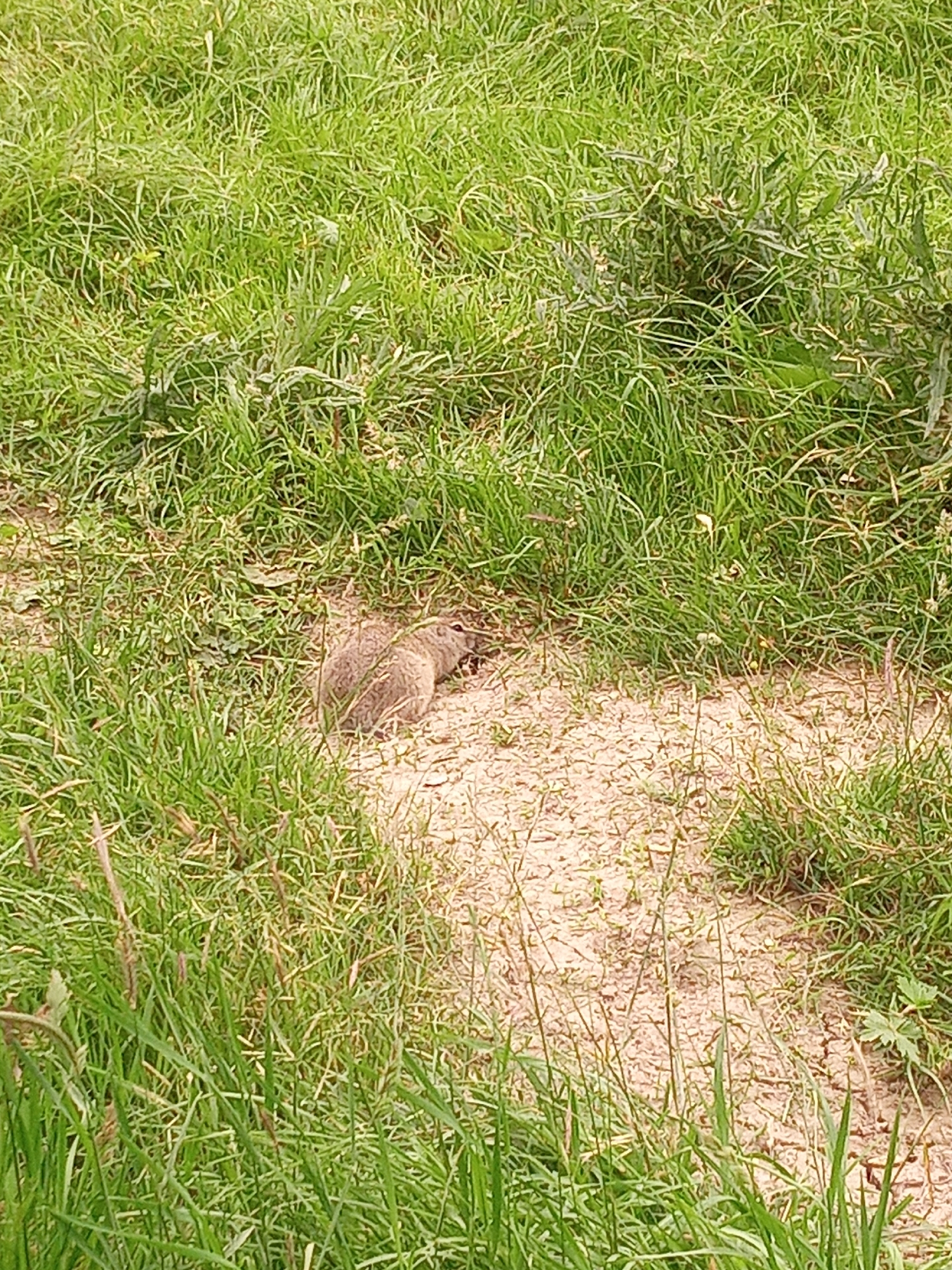 A ground squirrel with brown fur is situated on a patch of dry, sandy earth, bordered by lush green grass. The ground squirrel is facing towards the right side of the frame and appears to be grooming itself or eating. The environment suggests an outdoor, natural setting, likely a park or meadow. There are no other discernible subjects or objects in the immediate vicinity, and the overall scene is tranquil. The image does not provide any specific details to indicate its location within El'tiubiu, Russia.