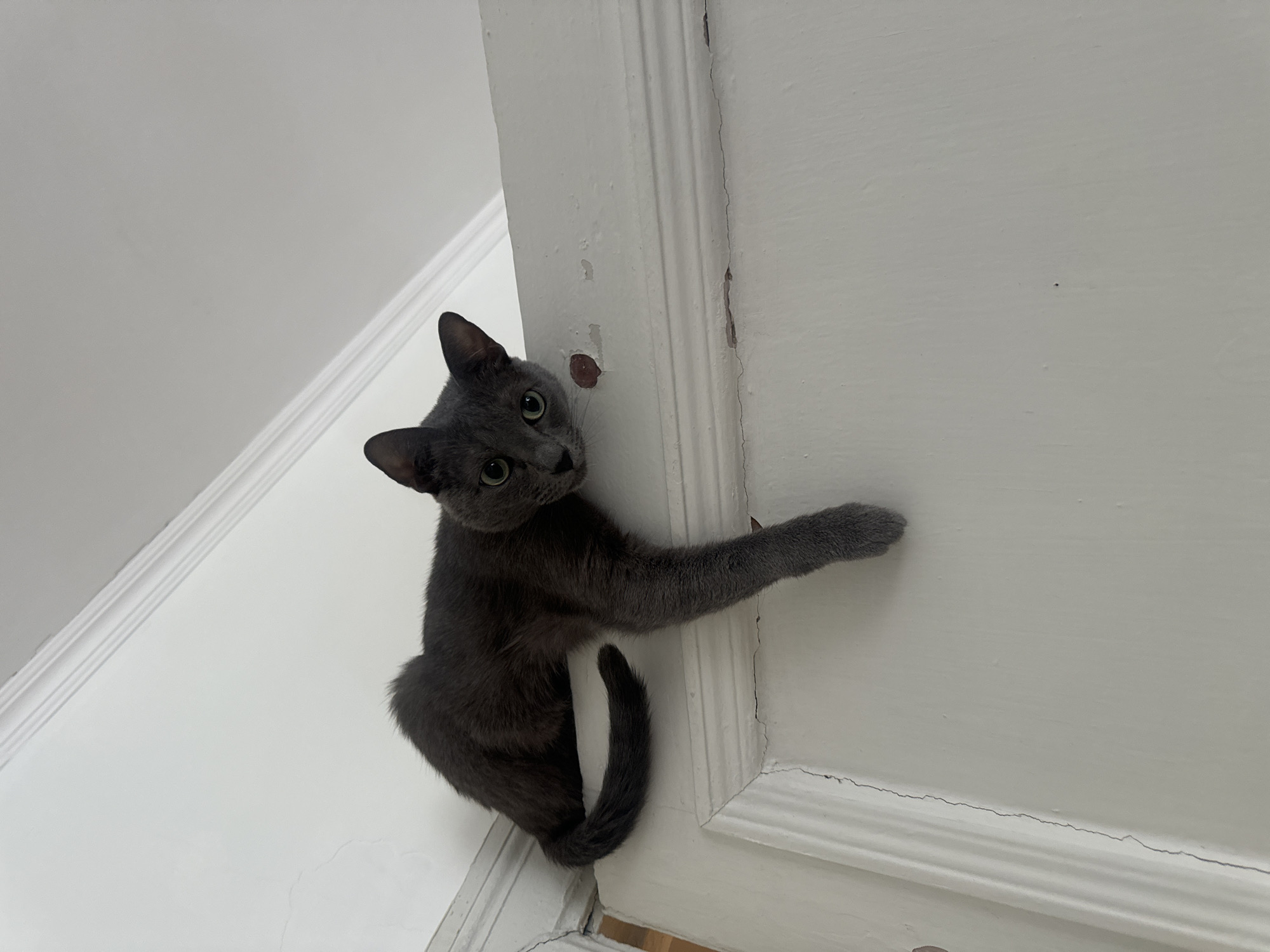 A gray shorthair cat is clinging to a white door frame. The cat's right paw is on the door's surface, and its tail curls downwards. The cat is looking at the camera with green eyes. The door frame shows signs of wear and tear, including chipped paint and a crack. The background includes a white wall and ceiling. There is no indication of the location being Moscow, Russia.