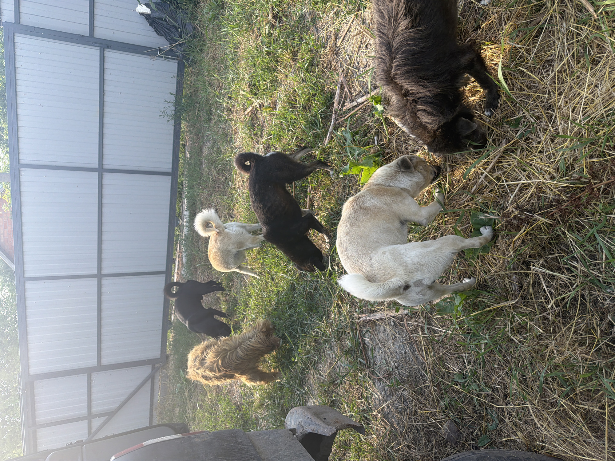 In Leningradskaya, Russia, a group of six dogs are observed in an outdoor grassy area, near a fence and a portion of a vehicle. The dogs, varying in color and breed, are scattered across the scene. Two light-colored dogs, one with a light brown coat and another with a cream coat, are present. Three black dogs, one appearing to be a puppy, are also visible. A shaggy, reddish-brown dog is sniffing the ground. The environment is characterized by dry grass, scattered leaves, and some green vegetation. A corrugated metal fence, with dark metal framing, forms the background, and a dark, partially visible object, possibly a tire or part of a vehicle, is in the foreground on the left. The lighting suggests it is daytime, with shadows cast on the ground.
