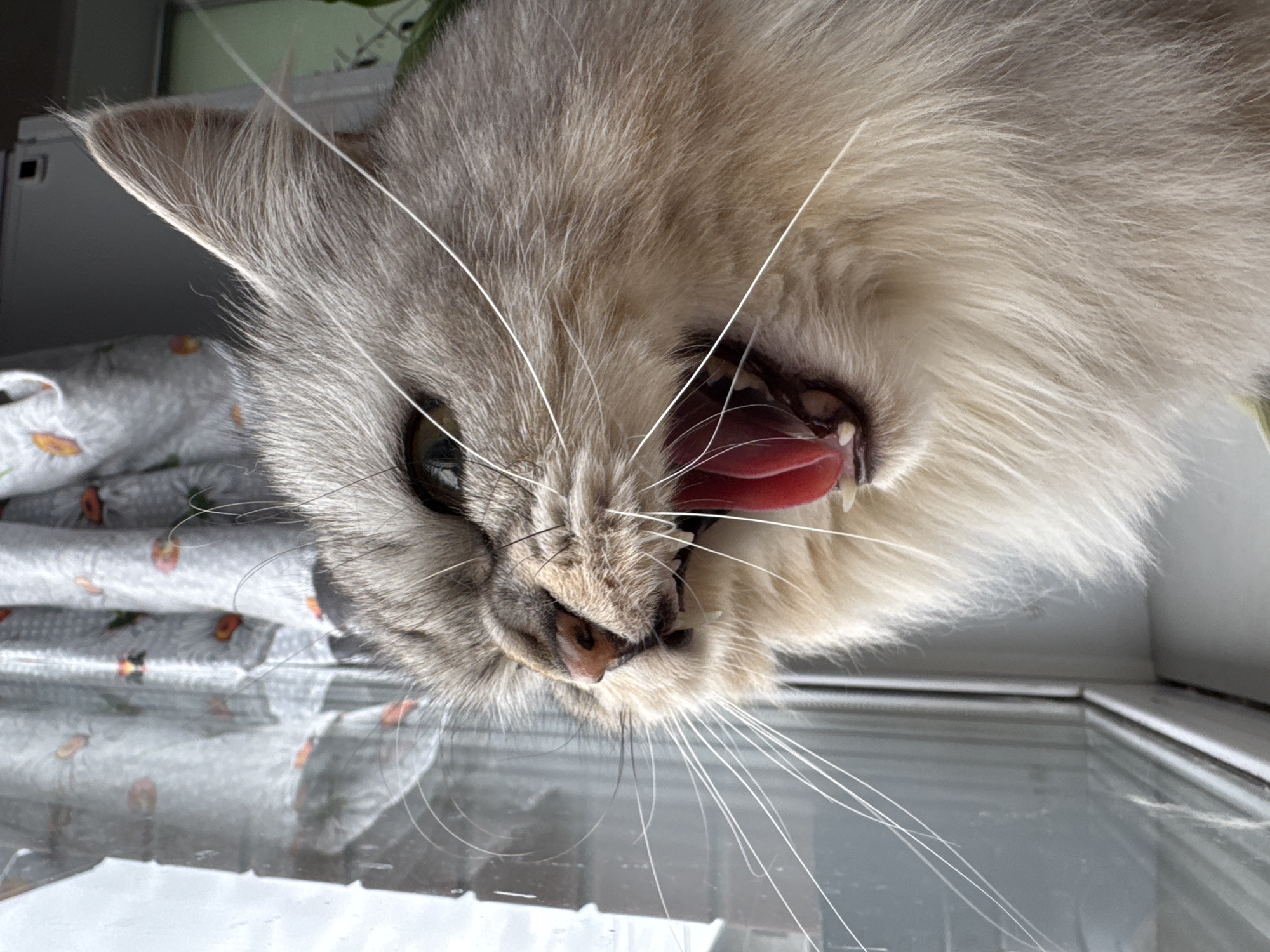 A close-up, slightly angled, indoor shot depicts a light grey and white cat with its mouth open, tongue protruding. The cat's eyes are visible, and its whiskers are prominent. The cat appears to be resting its face on a glass surface, likely a windowpane, which reflects a distorted view of the background. Behind the cat, a blurred white fabric with a pattern is partially visible, along with indistinct green foliage. The cat's proximity suggests it is resting on a windowsill. The image provides no information linking it to Gornyi, Dvurechenskoe S/P, Russia.