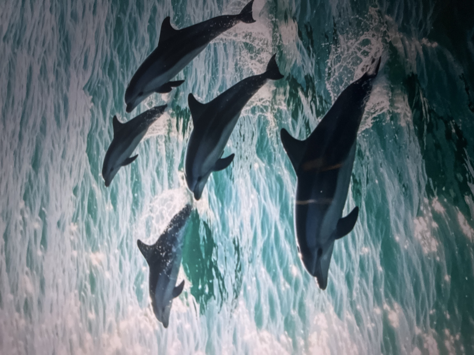 The image displays a pod of dolphins leaping from the ocean's surface. The water is a vibrant turquoise, with sunlight reflecting off the waves, creating a shimmering effect. Several dolphins are captured mid-air, showcasing their sleek, dark bodies against the bright water and sky. The dolphins appear to be swimming and playing together. The environment is entirely natural, with no man-made structures or urban elements visible. The scene is set in an open ocean environment.