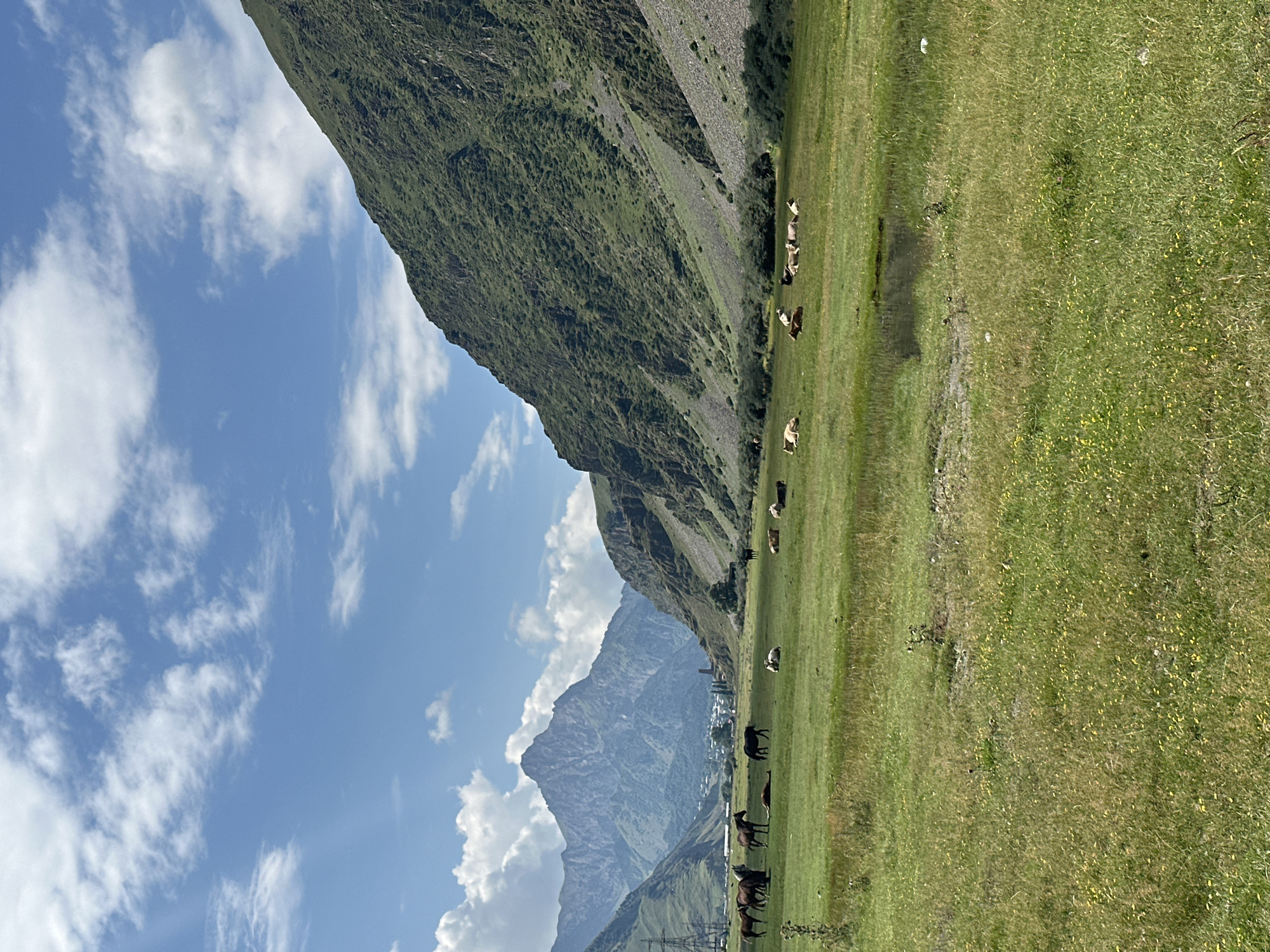 The image depicts a picturesque mountain valley landscape near Stepantsminda, Georgia. The foreground is dominated by a lush, green meadow dotted with small yellow wildflowers. In the middle ground, a herd of horses is scattered across the field, with some standing and others lying down. Further back, a group of cows are also resting or grazing in the meadow. Beyond the meadow, the valley narrows, with steep, verdant mountain slopes rising on either side. In the distance, a prominent, jagged mountain peak stands against a bright blue sky filled with scattered white clouds. The scene suggests a tranquil rural environment, possibly a pasture or park, with natural beauty characteristic of the Georgian highlands.