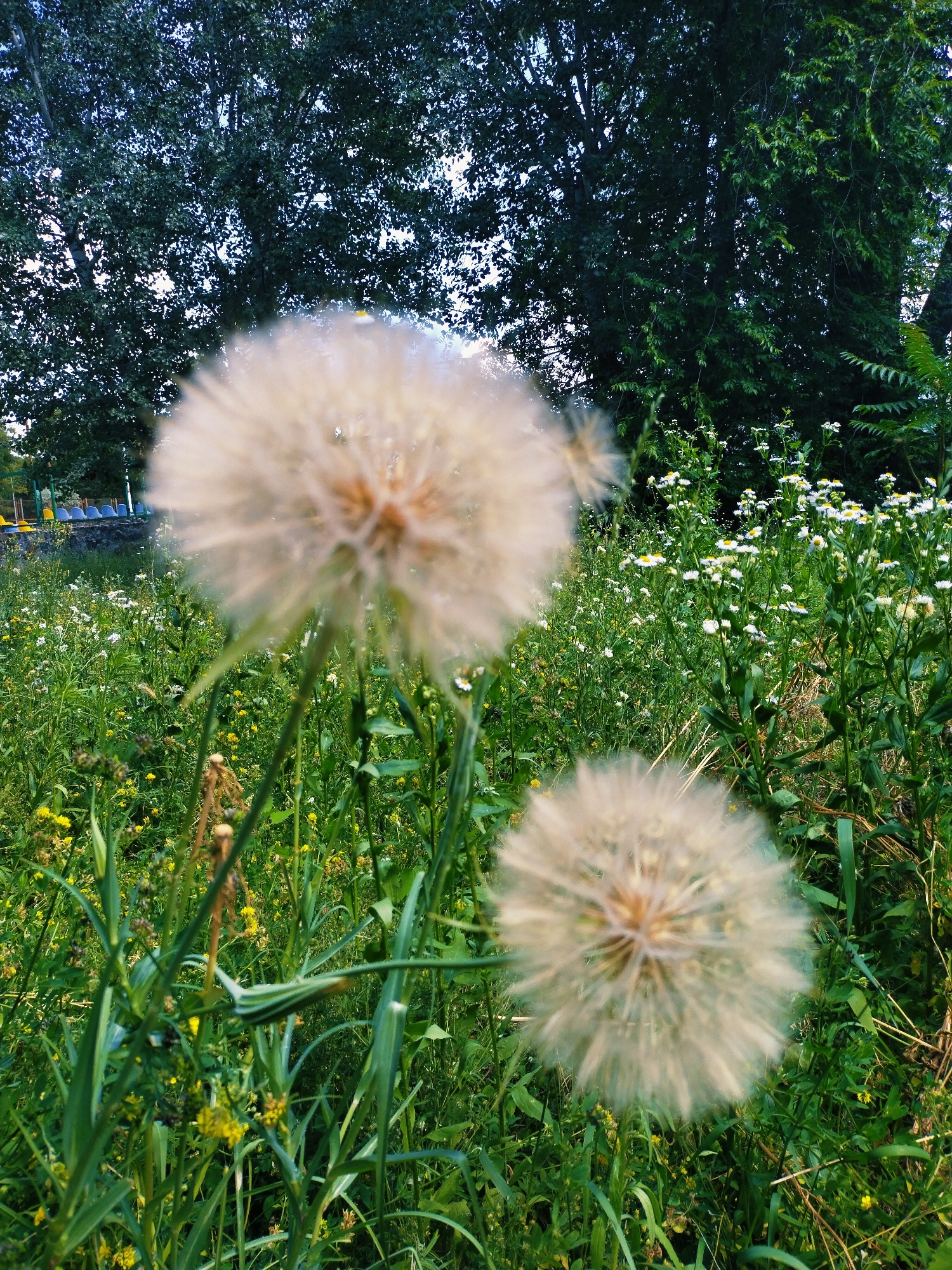 This media file is a close-up, low-angle shot of two large dandelion seed heads in a meadow. The foreground is dominated by a large, out-of-focus dandelion seed head in the lower left quadrant, and another slightly smaller, also out-of-focus seed head in the lower right. The background shows a dense field of green grass interspersed with small white and yellow wildflowers. Behind the meadow, a large, dark-leaved tree with a full canopy takes up the upper portion of the frame. In the far background, beyond the wildflowers, a glimpse of a bleacher-like structure with blue and yellow seats can be seen, hinting at a sports field or park.
The image appears to be taken during the daytime, likely late afternoon or early evening, given the soft lighting and slight shadow play. The presence of dew drops on the dandelion seed heads suggests recent moisture, possibly from morning dew or a light shower. The overall mood is serene and natural, with a focus on the delicate beauty of the wildflowers and the seed heads.
There is no visible text in the image. The setting is a natural landscape, likely a park or field in Horishni Plavni, Ukraine. The primary subjects are the dandelion seed heads, with the meadow and trees serving as the backdrop. No people or specific activities are depicted.