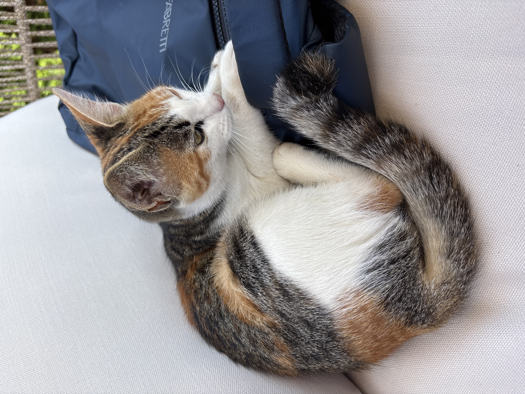 A calico kitten is curled up on a dark blue bag. The kitten has patches of white, orange, and black fur. Its tail is wrapped around its body and is bushy with similar coloring. The kitten is resting its head on the bag, with its eyes closed. The bag appears to be made of a nylon material and has a zipper. The kitten is on a light-colored, textured surface, likely a cushion or upholstery. In the background, out of focus, is a wooden fence and green foliage, suggesting an outdoor setting, possibly a patio or garden. The scene is well-lit, with soft light indicating daytime. The provided crops highlight different parts of the kitten's fur, its face and ear, and the textured surface it rests on. The location in Zvenigorod, Russia, is not visually represented in the image and cannot be determined from the visual information alone.
