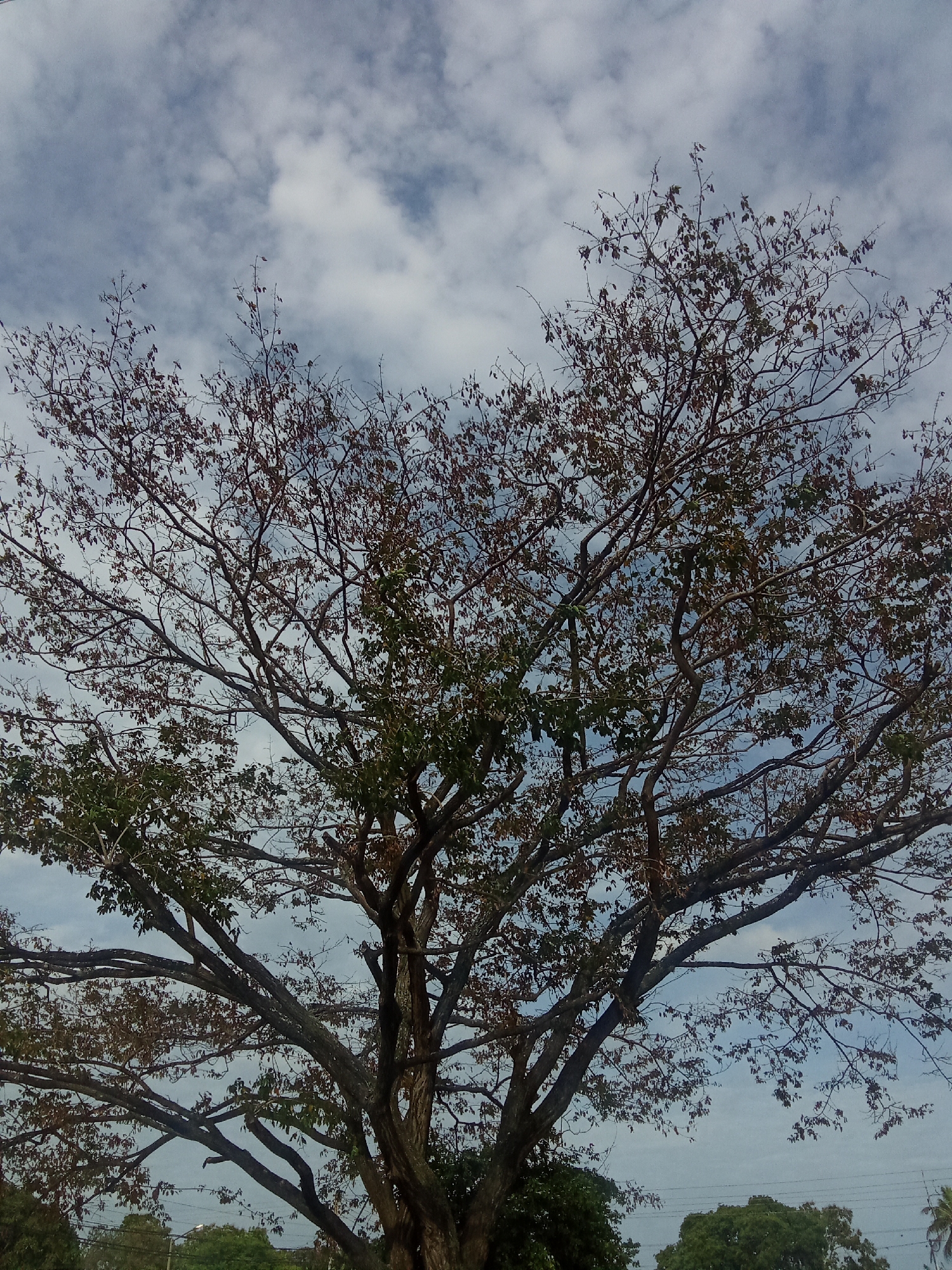 A full-frame, medium-shot photograph depicts a large tree with a mix of green and brown leaves against a cloudy sky. The tree dominates the composition, its branches spreading widely. Some of the branches are bare, while others have a sparse covering of leaves. The sky is visible through the branches, displaying white and blue clouds. The background also includes some greenery, indicating other trees in the distance. The photograph was taken in Juan Griego, Venezuela. The image focuses on the tree's structure and its relationship to the sky.