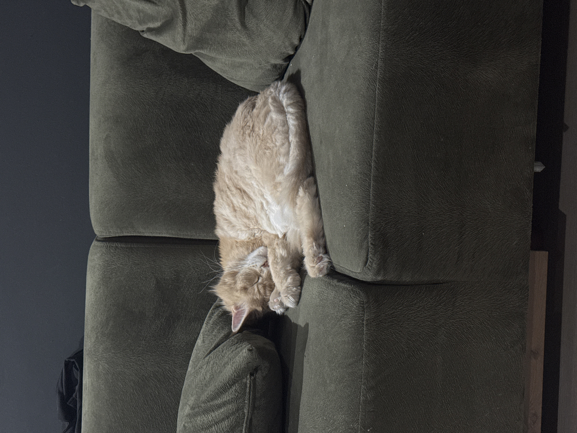 In Gölbaşı, Turkey, a light orange cat is sleeping curled up on a dark green sofa. The cat is on its side, with its head tucked into its body and its paws resting in front of its face. The sofa is upholstered in a textured fabric and has two large cushions on either side of the cat. The background of the image is a dark gray wall with a piece of black fabric draped over the top left corner. The lighting is dim, with a soft light source casting shadows on the scene.