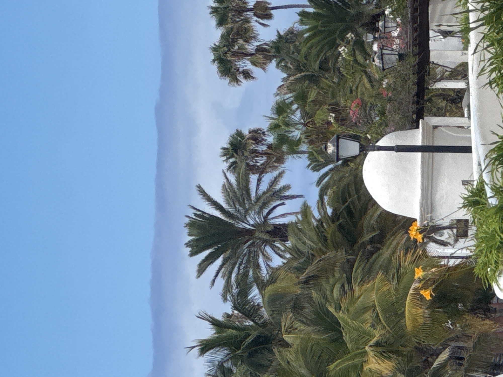 A medium shot captures a bright, overcast day with a blue sky, partially obscured by a hazy band of clouds. A dense canopy of palm trees, varying in size and age, dominates the mid-ground. In the foreground, a white, domed structure with a dark lamppost in front of it suggests a park or garden setting. To the right of the dome, a portion of a pergola with a wooden lattice is visible, and behind it, two more ornate lampposts are illuminated. Several clusters of small, bright orange flowers are in bloom near the palm trees and the white structure. The overall impression is of a tropical or subtropical environment, likely a public space.