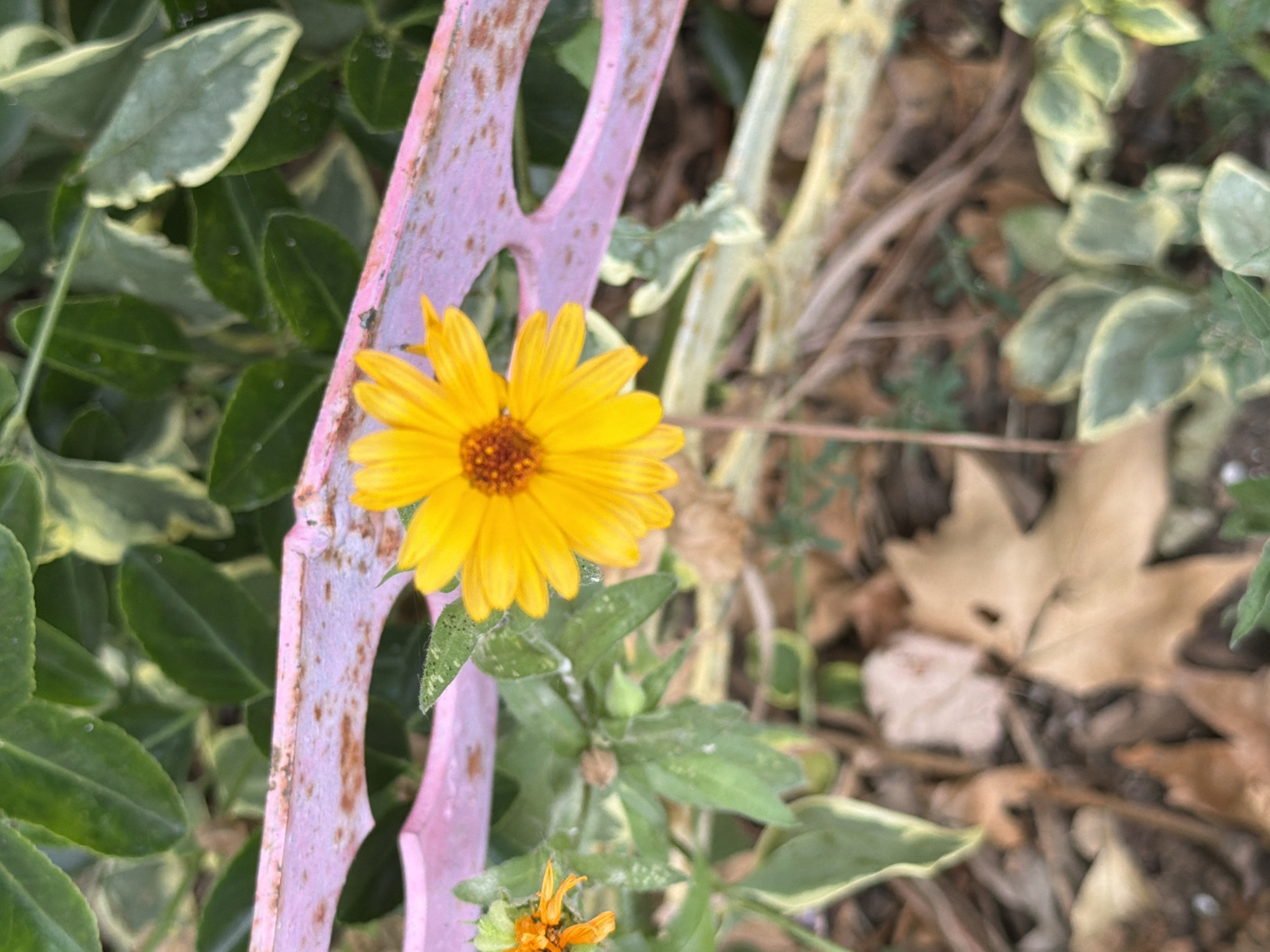 A close-up, shallow depth-of-field photograph captures a vibrant yellow daisy with an orange center blooming in the foreground, positioned slightly to the left of the frame's center. The flower's petals are bright and well-defined, contrasting with the softer focus of its surroundings. Behind the daisy, a section of distressed, light pink metal fencing with circular cutouts runs horizontally across the midground. The fence exhibits signs of rust and wear. Beyond the fencing, lush green foliage with variegated leaves is visible, interspersed with some dry, brown leaves scattered on the ground in the lower portion of the image. The ground cover appears to be a mix of soil and organic debris. The scene is set outdoors, likely in a garden or park environment. No people or animals are present in the image. The lighting suggests it is daytime, with soft illumination. The overall impression is one of natural beauty juxtaposed with weathered man-made elements. This scene is located in Burgas, Bulgaria.