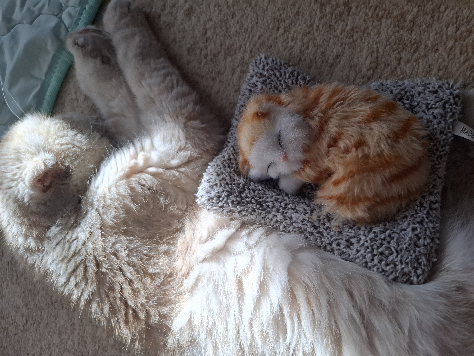 A tan and white long-haired cat lies on a tan carpet, with a small stuffed orange cat curled up on a gray textured cushion on its body. The left side of the cat is near a light blue blanket. The location of this image is unknown and can not be confirmed as being in the city of Амзя, Russia.