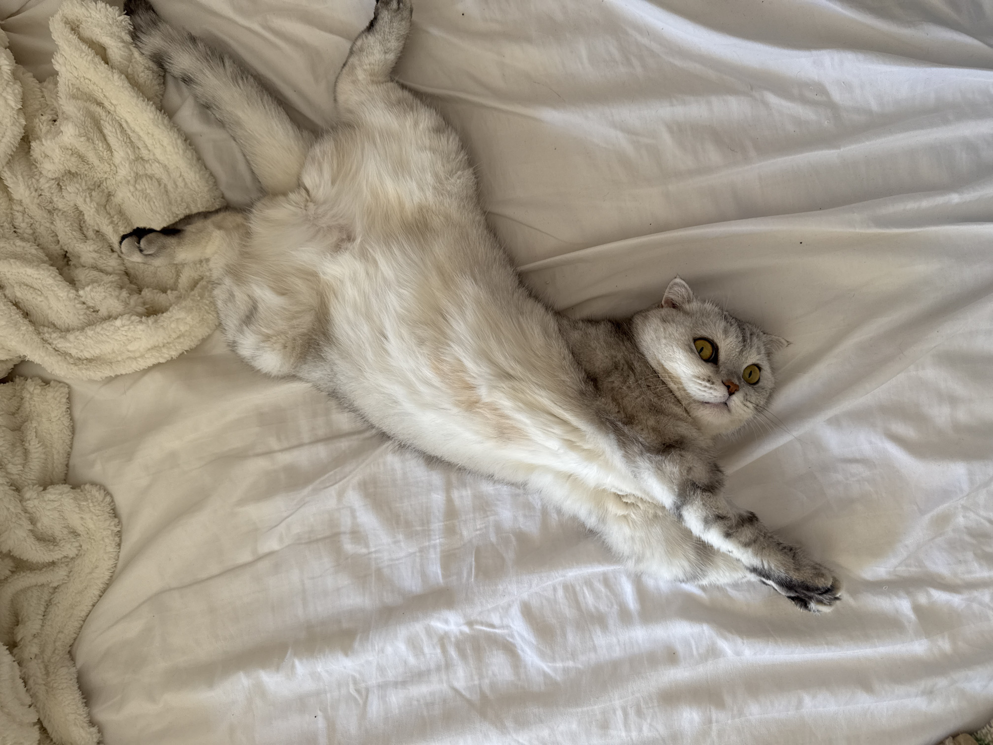 A silver and white Scottish Fold cat is stretched out on a white, rumpled bedsheet. The cat is lying on its back, with its legs splayed out in various directions. Its fur is a mix of soft gray and white, with darker tabby markings on its legs and tail. The cat has large, round, yellow-green eyes that are looking up and to the right. Its ears are folded forward, characteristic of its breed.
To the left of the cat, a fluffy, cream-colored blanket is partially visible. The overall impression is one of relaxation and comfort. The lighting suggests it is daytime, possibly morning or afternoon, with soft light illuminating the scene. The white sheets and blanket create a clean, bright aesthetic. The cat appears to be either playful or very relaxed, enjoying its position on the bed. The scene is simple and focused entirely on the cat and its immediate surroundings. There is no visible text in the image.