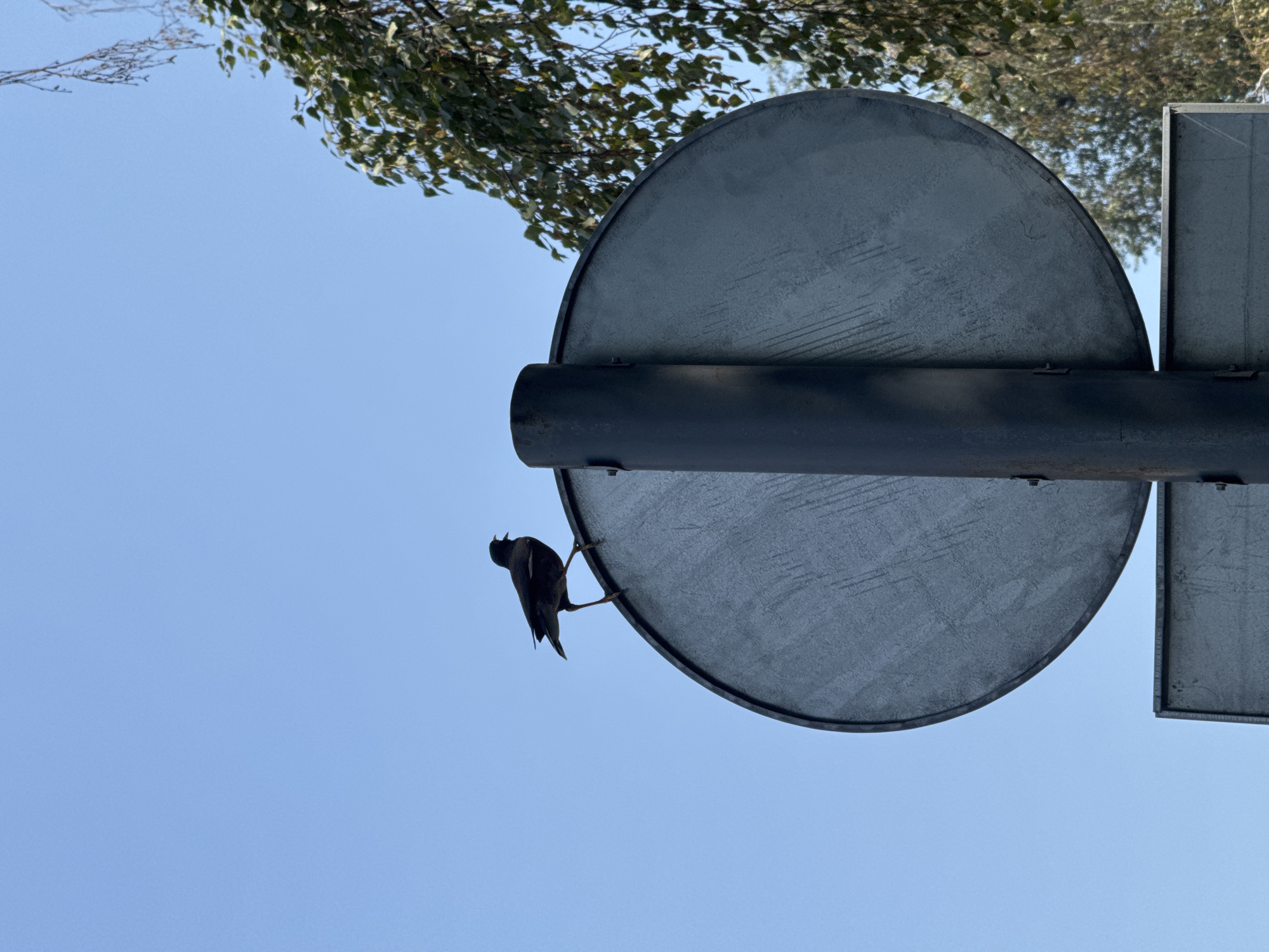 A dark bird stands on the edge of a circular sign mounted on a metal pole. The sign is silver and shows some wear and tear. To the right of the sign, there are branches of a tree with green leaves against a clear blue sky. The image is taken from a low angle looking up.