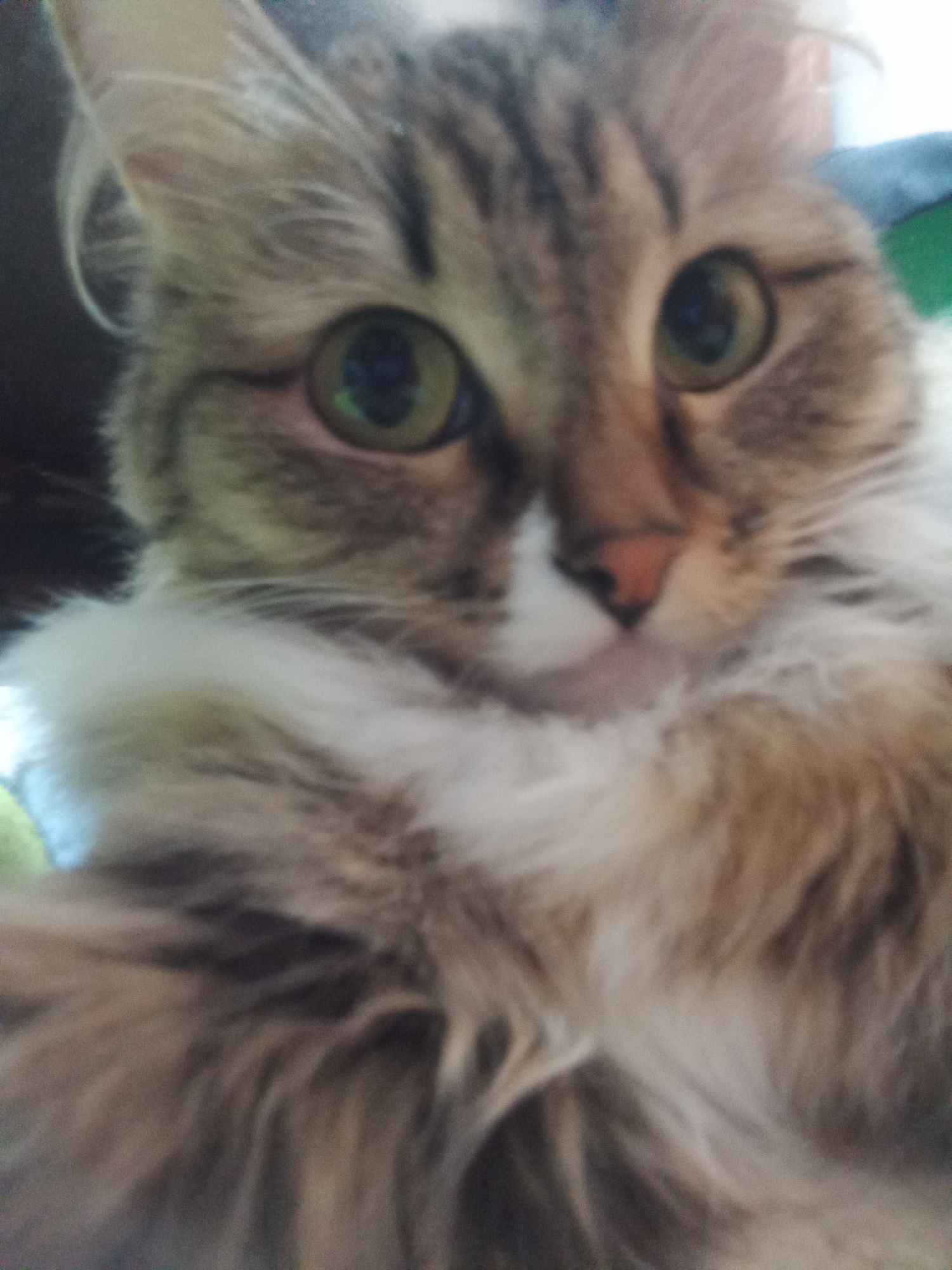 A close-up, slightly blurred image shows a cat with brown tabby markings on its head and face. The cat has striking green eyes with dark pupils. Its fur is a mix of brown, white, and cream, appearing fluffy around its neck. A pink nose is visible. There is no information available in the image to indicate that it was taken in Chaikovsky, Russia. The focus is solely on the cat.