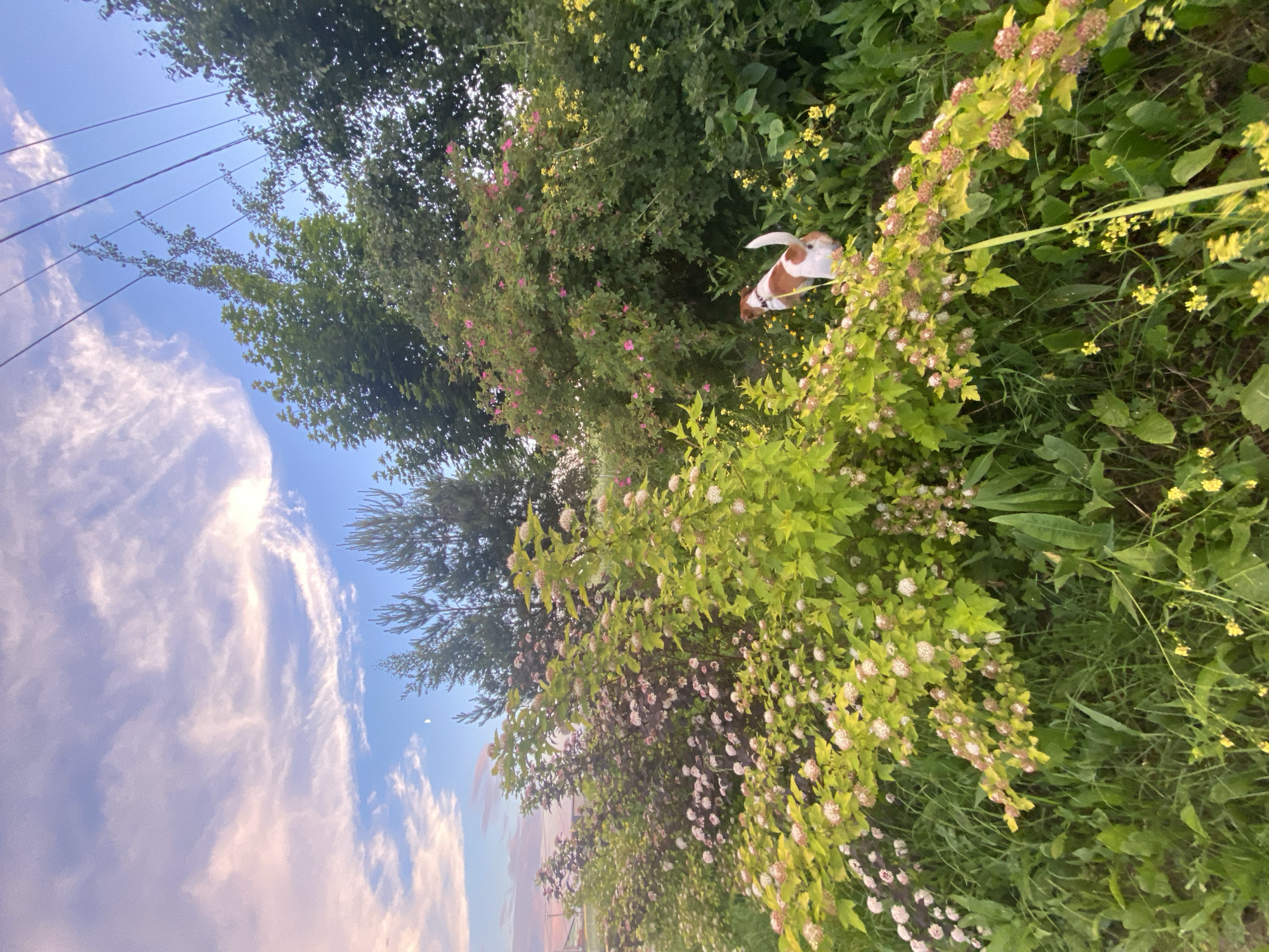 This image depicts an outdoor scene in Bol'shoe Zaborod'e, Russia, under a twilight sky with pastel-colored clouds. In the foreground, a lush garden is filled with greenery, flowering shrubs with pink and white blossoms, and some yellow wildflowers. A small brown and white dog is visible in the middle ground, facing away from the camera and partially obscured by foliage, appearing to be exploring the vegetation. Power lines are strung across the upper right portion of the frame, against the backdrop of a clear blue sky transitioning to softer hues. Dense trees and taller pine trees frame the background, suggesting a natural or semi-rural setting. The overall impression is one of a peaceful evening in a garden environment.