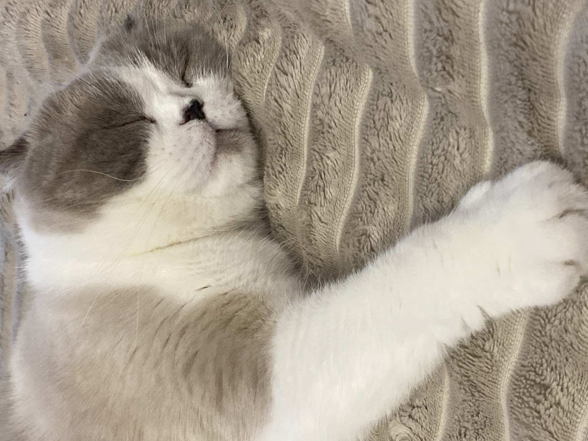 The image shows a close-up of a cat sleeping on a textured, grey blanket. The cat has white and grey fur, with grey markings on its face and body. Its eyes are closed, and its paws are relaxed. The blanket appears soft and plush, with a ribbed pattern. The lighting is soft, suggesting it might be daytime, indoors. The overall mood is peaceful and serene. There is no visible text in the image. The location is Novokuznetsk, Russia.