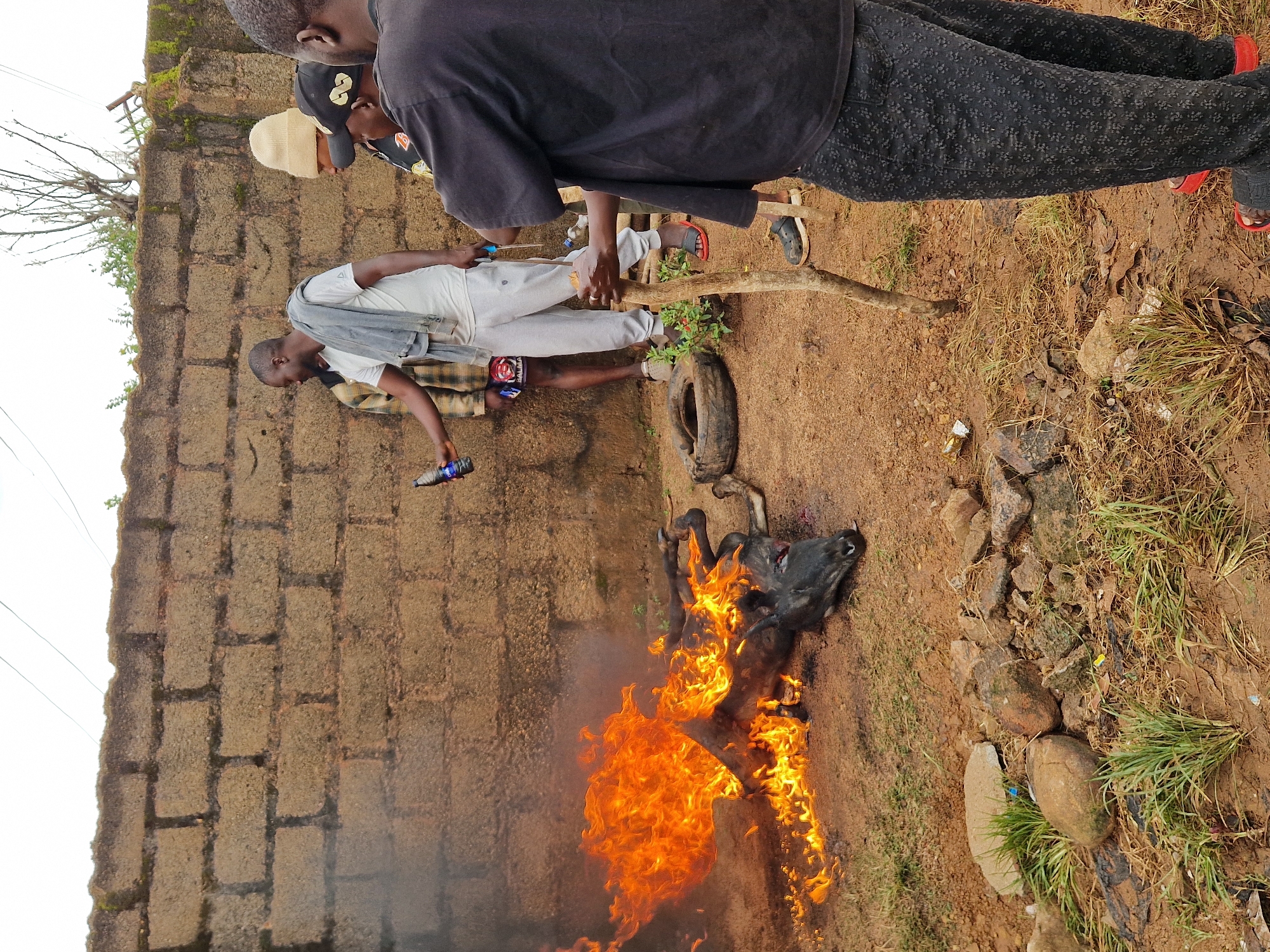 In Jos, Nigeria, a scene unfolds with a deceased animal, likely a cow, engulfed in flames. The animal lies on its side, its head clearly visible, with smoke and intense orange flames consuming its body. The fire is situated on a patch of dirt and scattered rocks, with patches of green grass growing around the edges.
In the background, a rough brick wall forms a backdrop to the scene. Several men are present, observing the fire. One man, wearing a white t-shirt and grey sweatpants, holds a bottle of liquid, possibly contributing to the fire. Another man, wearing a black t-shirt and patterned pants, stands closer to the foreground, holding a wooden stick. A third man, partially obscured, wears a beige beanie and a black cap. The overcast sky suggests a subdued or possibly humid day. The overall environment appears to be an outdoor area, possibly a yard or an open space within a residential or communal area in Jos.