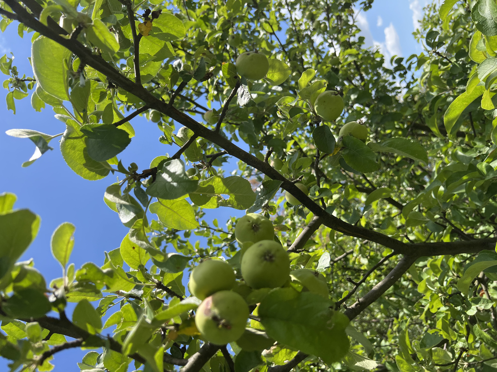 This image shows an apple tree with green apples and leaves against a bright blue sky with some white clouds. The scene is in Karniowice, Poland. The focus is on the branches and fruit of the tree, with the background being a blur of more foliage and the sky. There are no people or animals visible in the image. The lighting suggests it is daytime, likely sunny.
