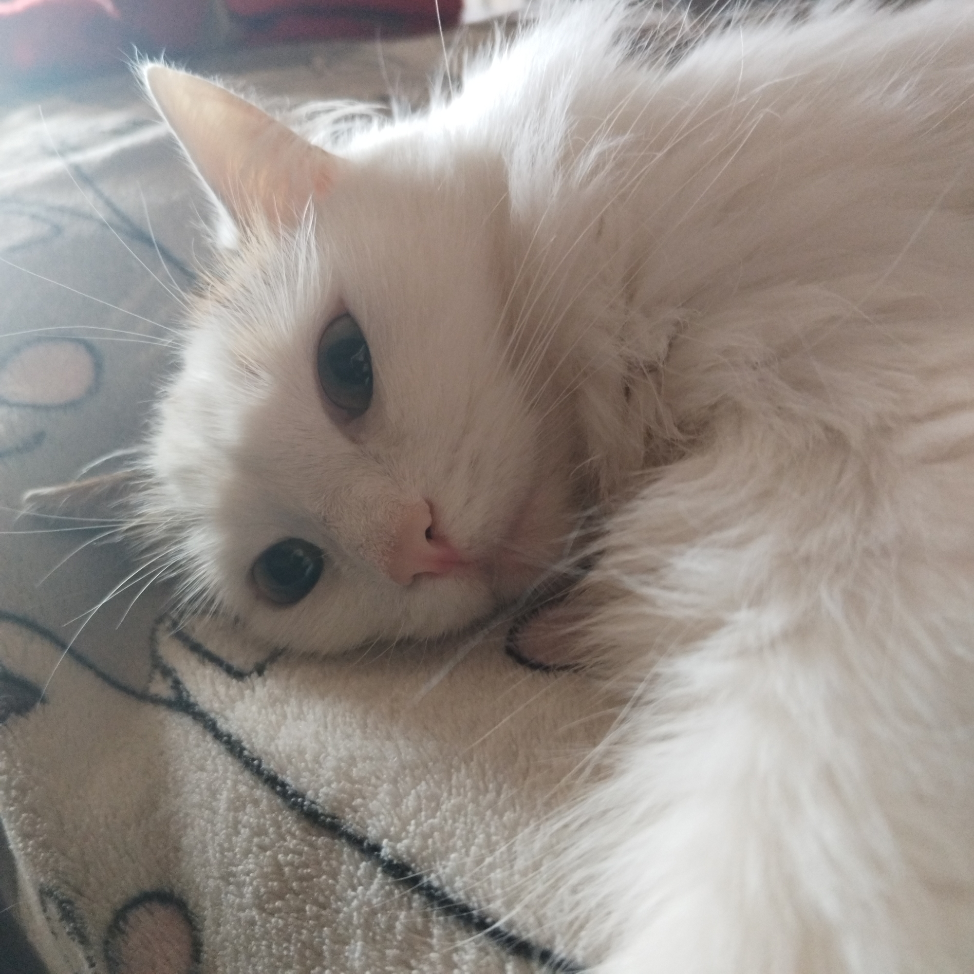 A white, long-haired cat is the central subject of this close-up image, depicted resting comfortably indoors. The cat's head is prominent, with its gaze directed slightly downwards and to the left, showing dark, calm eyes and a soft, pink nose. Its long, fluffy white fur, possibly with some very faint cream or ginger tones around the ears, covers its visible body, suggesting a dense and soft coat. One pointed ear, light-colored and fur-lined, is visible towards the top of its head, and numerous long, white whiskers extend from its muzzle.
The cat is lying on a light-colored, soft textured blanket or throw, which features a subtle, dark grey or black abstract pattern, possibly depicting outlines of shapes like clouds or simple motifs. The lighting is soft and diffused, casting no harsh shadows and highlighting the texture of the cat's fur and the blanket. The overall impression is one of peacefulness and comfort, with the cat appearing relaxed and possibly sleepy. There is no visible text.