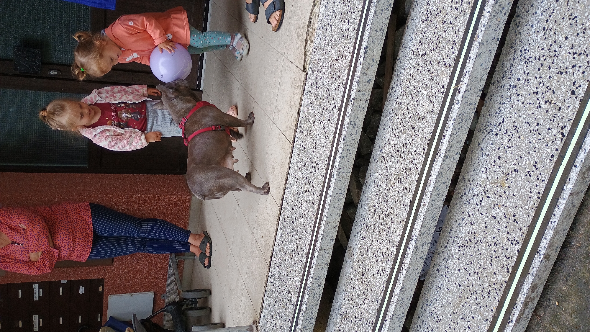 An outdoor scene captures three individuals and a dog on a tiled patio adjacent to a building entrance. A woman stands on the left, her arms crossed, wearing a pink and orange patterned top and dark blue pinstripe pants. To her right, two young girls interact with a grey French bulldog. One girl, on the left, wears a pink floral jacket over a red t-shirt and a grey skirt. The other girl, on the right, is dressed in an orange jacket and patterned leggings. She holds a light purple ball, which the bulldog appears to be interested in. The dog wears a red harness. The patio floor is tiled with light-colored square tiles. In the foreground, a set of steps made of a coarse, speckled material with metallic silver trim leads down from the patio. The building behind the group has a dark door and a reddish-brown textured wall. The scene appears to be in a residential area, possibly within the city of Sokolov, Czechia.