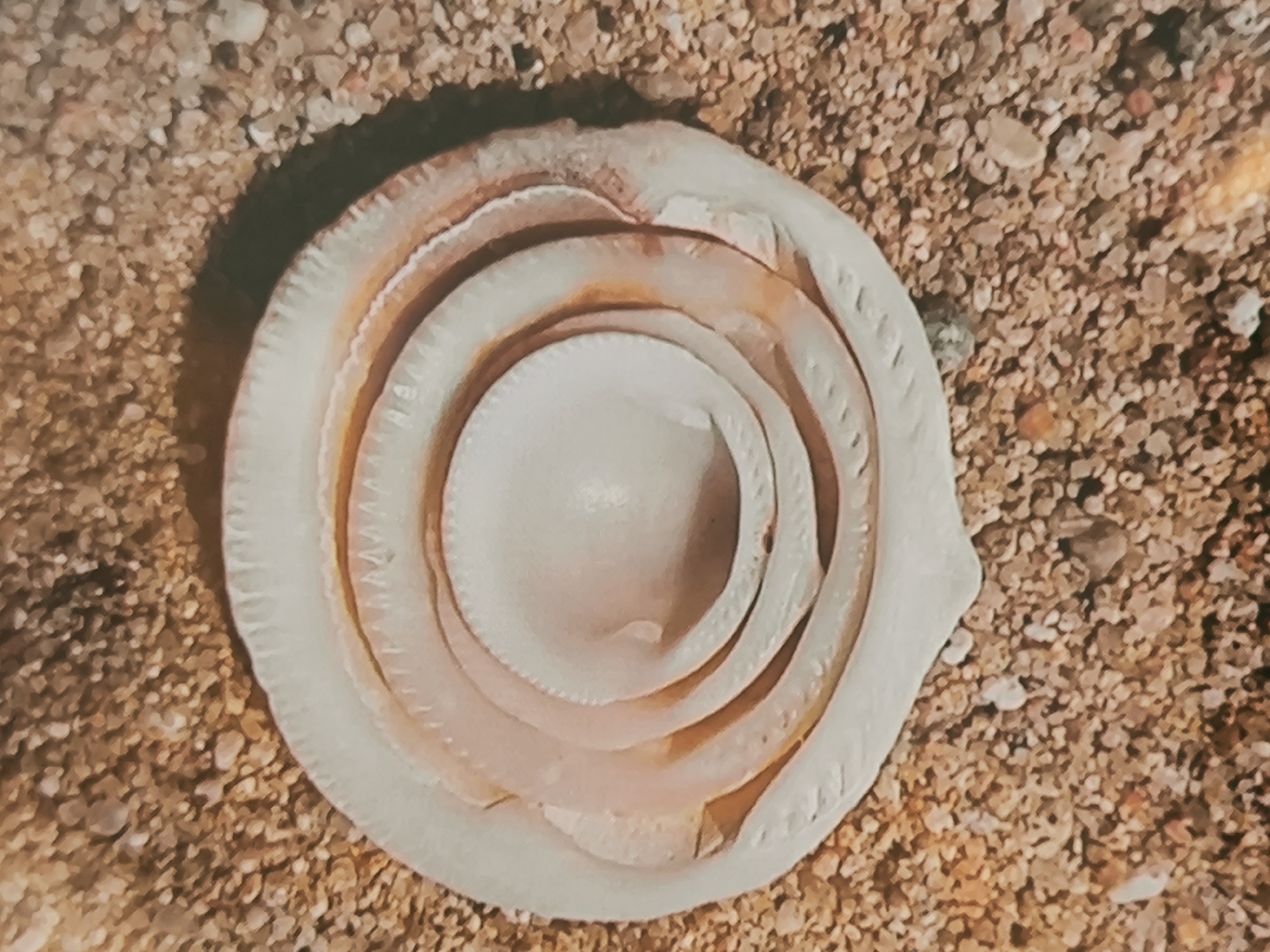 The primary image showcases a light-colored, circular object resting on a granular surface resembling sand or fine gravel. This object features a distinct layered, concentric pattern, strongly suggesting it is a type of seashell, possibly a marine gastropod shell or a similar natural formation. Its outermost ring displays a textured, somewhat scalloped or ridged edge, with subsequent inner rings appearing smoother, exhibiting gentle curves and subtle variations in depth. Some inner sections reveal faint reddish-brown or orange hues, particularly in the recesses. The very center of the object is a smooth, pale, slightly concave area.
The object casts a soft shadow towards the upper-left, indicating a light source from the upper-right, suggesting a bright daytime setting. The background is composed of numerous small, irregular particles of light brown, beige, and off-white sand or gravel, implying an outdoor, natural environment such as a beach or dry, sandy area.
There are no people or discernible activities taking place. No visible text is present in the image. The overall color palette is natural and subdued, dominated by creams, pale oranges, and earthy browns. While the location context is provided as Vilafranca del Penedès, Spain, the visual details within the image do not offer specific cues to identify this particular location. The focus is entirely on the textural and structural details of the central object and its sandy surroundings.