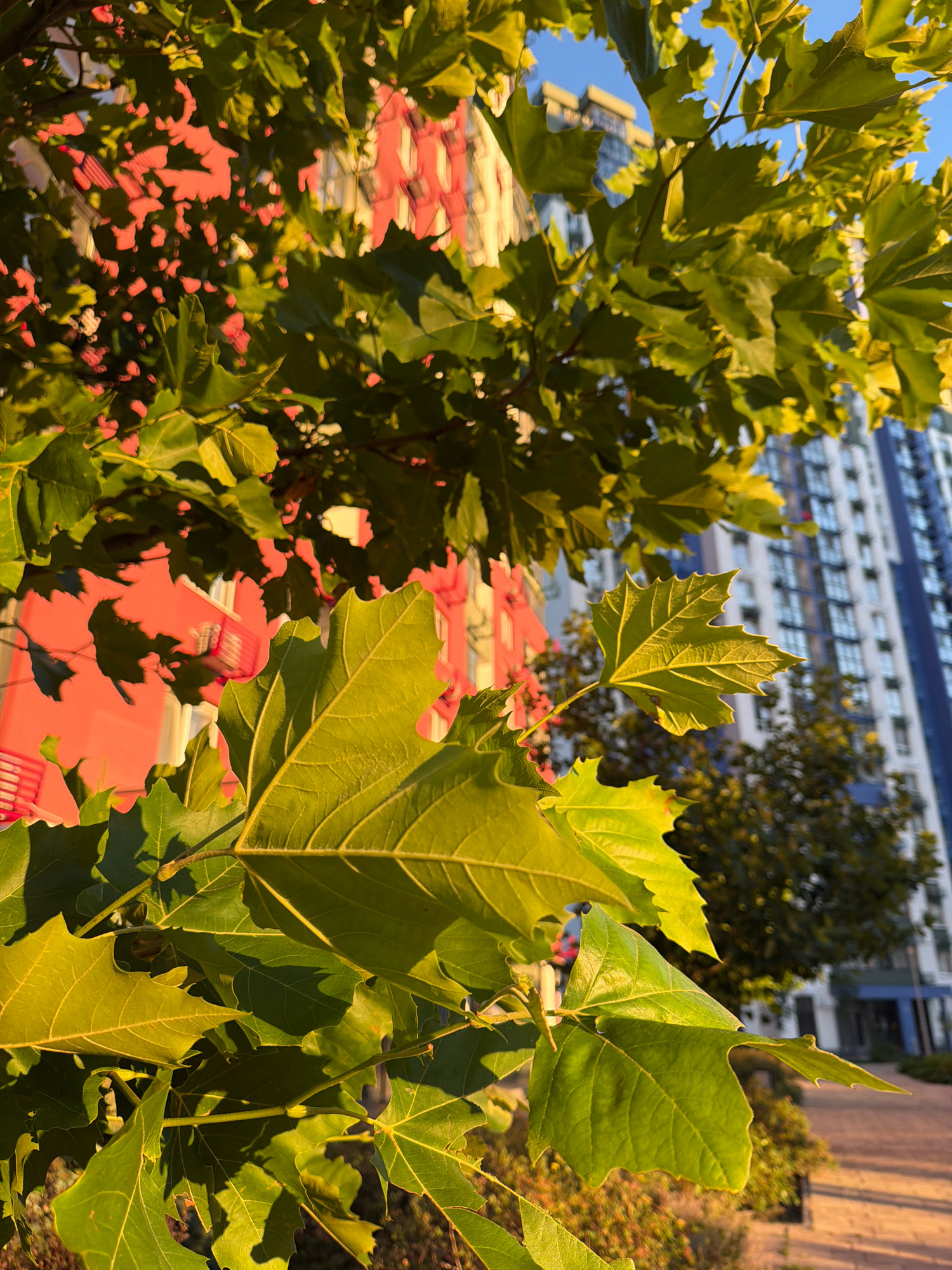 This is a close-up, eye-level, vertical outdoor shot of large green leaves in the foreground, with a bright pink building and a tall, blue and white apartment building visible in the background. The leaves are illuminated by golden hour sunlight, casting shadows and highlighting their veins. The pink building appears to be a residential complex, with visible window frames and balconies. The taller building is modern in design, with many windows and a blue stripe running vertically. The sky above is clear and blue. The image is likely taken in an urban setting in Kyiv, Ukraine, possibly a residential courtyard or park area, as indicated by the presence of trees and apartment buildings. There are no people or animals visible in the frame.
