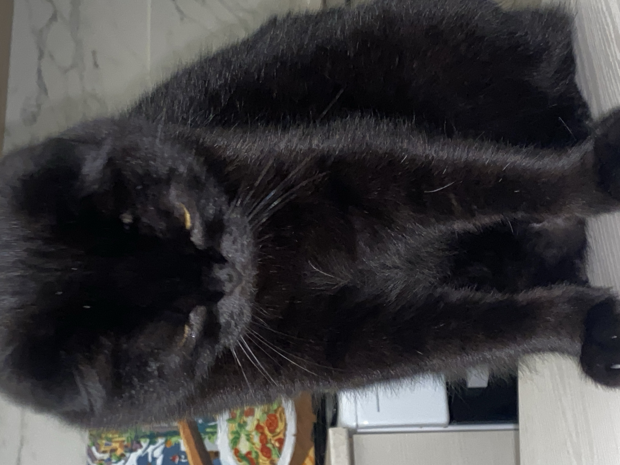 A black cat is sitting on a counter, looking down with its head bowed. The cat has yellow eyes and long white whiskers. The background is blurred but appears to be a kitchen, with a cabinet and a plate with food visible.