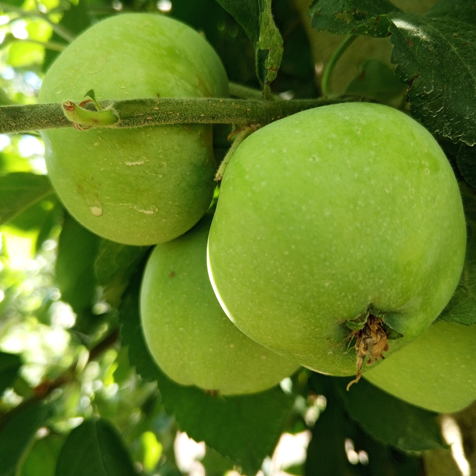 This media file is a close-up photograph of several unripe, green apples hanging from a tree branch. The apples are a vibrant green color with a slightly matte finish, and some have small, light-colored speckles on their surface. Dewdrops are visible on the skin of some of the apples, suggesting it is either morning or the area has recently experienced rain or high humidity. The branch is covered in a fine, fuzzy texture. The background is softly blurred, showing dappled sunlight filtering through green leaves, indicating an outdoor setting in daylight, likely during the warmer months. The scene is natural and serene, conveying a sense of growth and the bounty of nature. No people, text, or specific events are depicted. The location context is Marhanets, Ukraine.