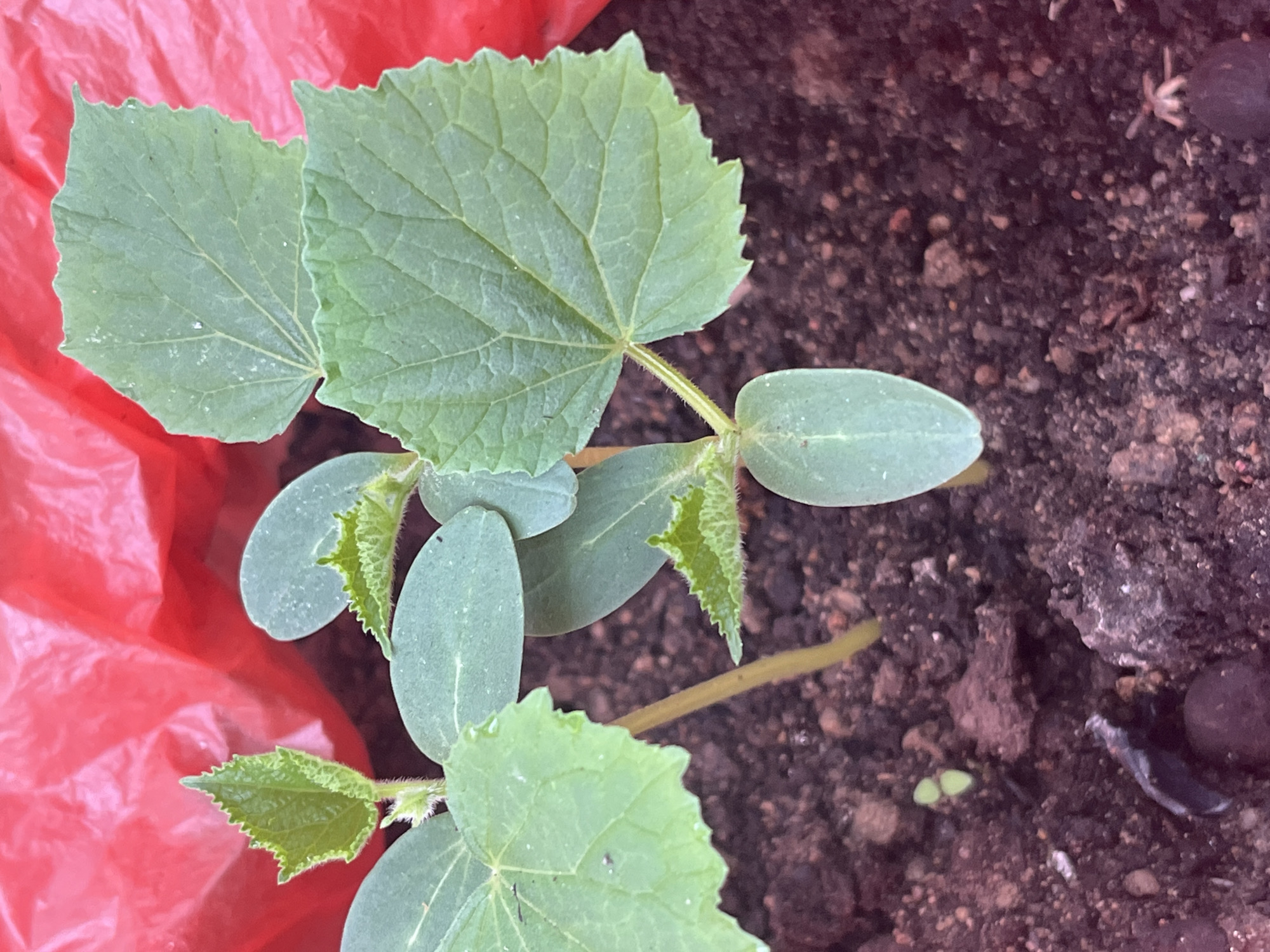 A close-up, high-angle shot captures young cucumber plants growing in dark soil. The plants have pale green cotyledons, and some have begun to develop their first true leaves, which are larger and lobed with serrated edges. A bright red, crinkled material, possibly plastic sheeting or a bag, forms the background, suggesting the plants are in a controlled growing environment. The soil appears moist and contains small pebbles. In the bottom left of the image, a dark, irregular object is visible in the soil, and further down, a tiny green seedling with two small leaves is emerging. No people or animals are present in the scene. The image was captured on March 24, 2024.