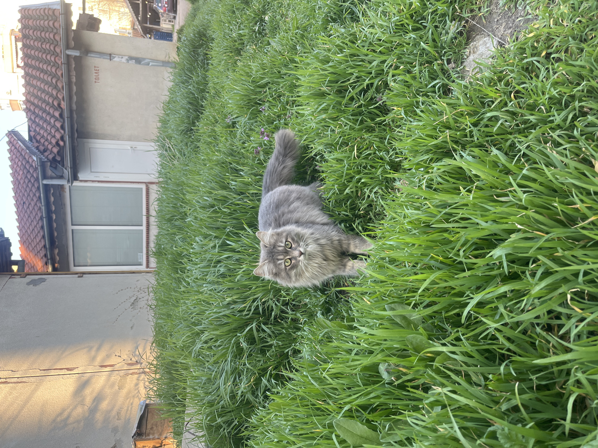 The image shows a long-haired gray cat sitting in green grass. The cat is looking up at the camera. Behind the grass is a building with a white door and a white window with blinds. Above the door, "TOЛЛET" is written on the wall. The building has a red tile roof. The picture was taken in Varna, Bulgaria.
