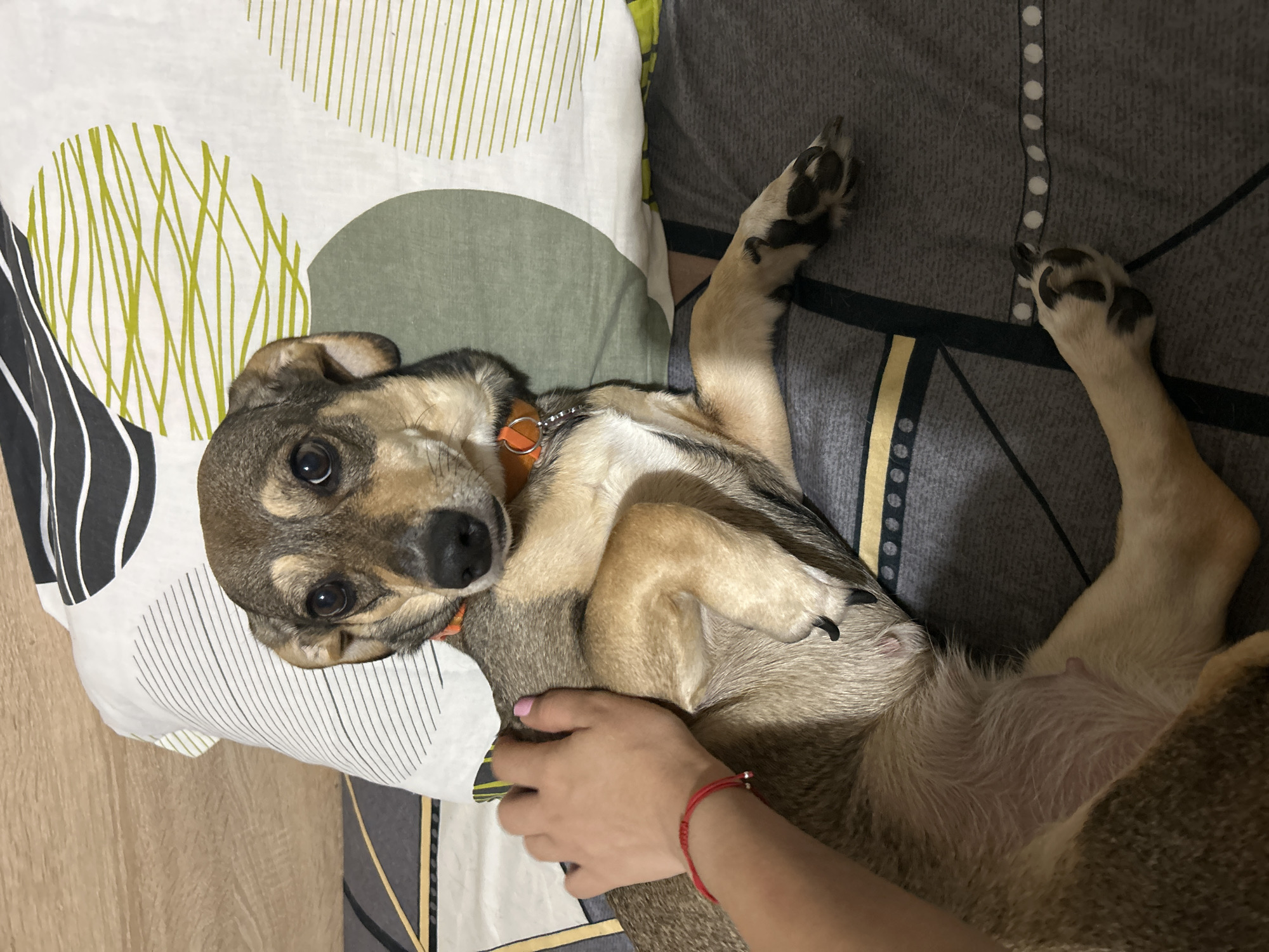 A dog is lying on a bed with a person's hand on its back. The dog is a medium-sized mixed breed with brown and tan fur. It is wearing an orange collar. The bed is covered with a gray patterned comforter and a white pillow with a geometric pattern. The scene appears to be indoors.