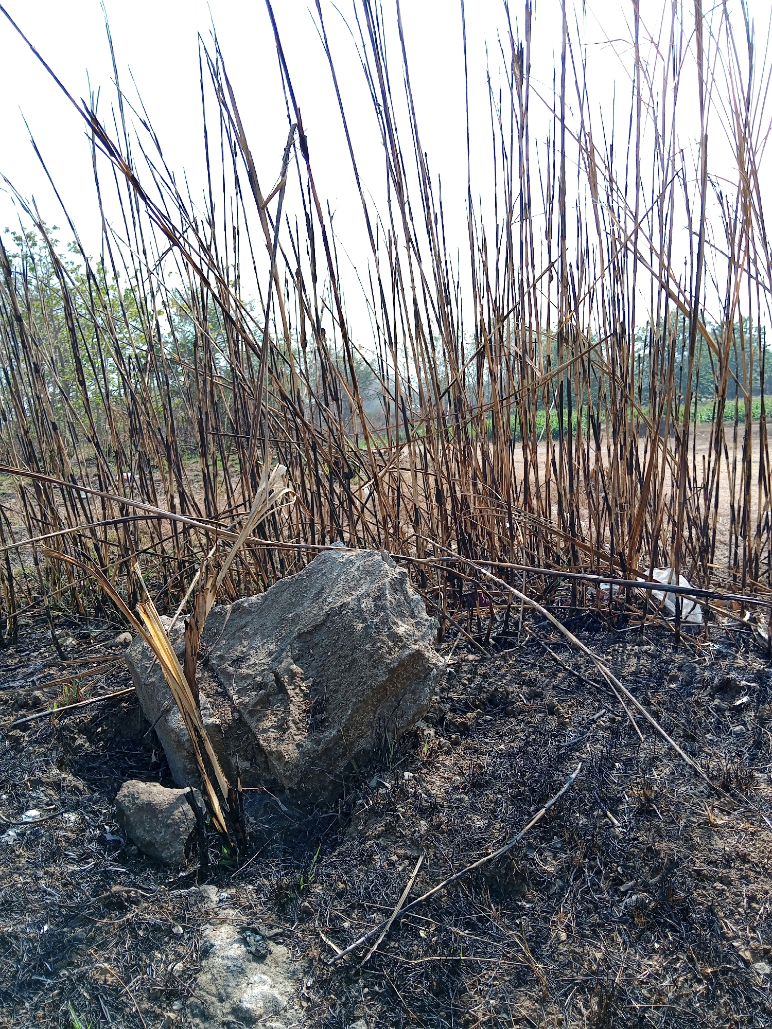 The image depicts a desolate scene with tall, dry, burnt stalks of vegetation dominating the foreground and midground. A large, greyish-brown rock sits prominently in the middle, with a smaller rock to its left. The ground is covered in dark ash and scattered dry debris, suggesting a recent fire. In the background, a line of green trees is visible, interspersed with patches of sunlight. The sky is bright and overcast, suggesting it is daytime. The overall impression is one of scorched earth and the aftermath of a fire, with a hint of life in the distant trees. The location is identified as Sendangijo, Indonesia.