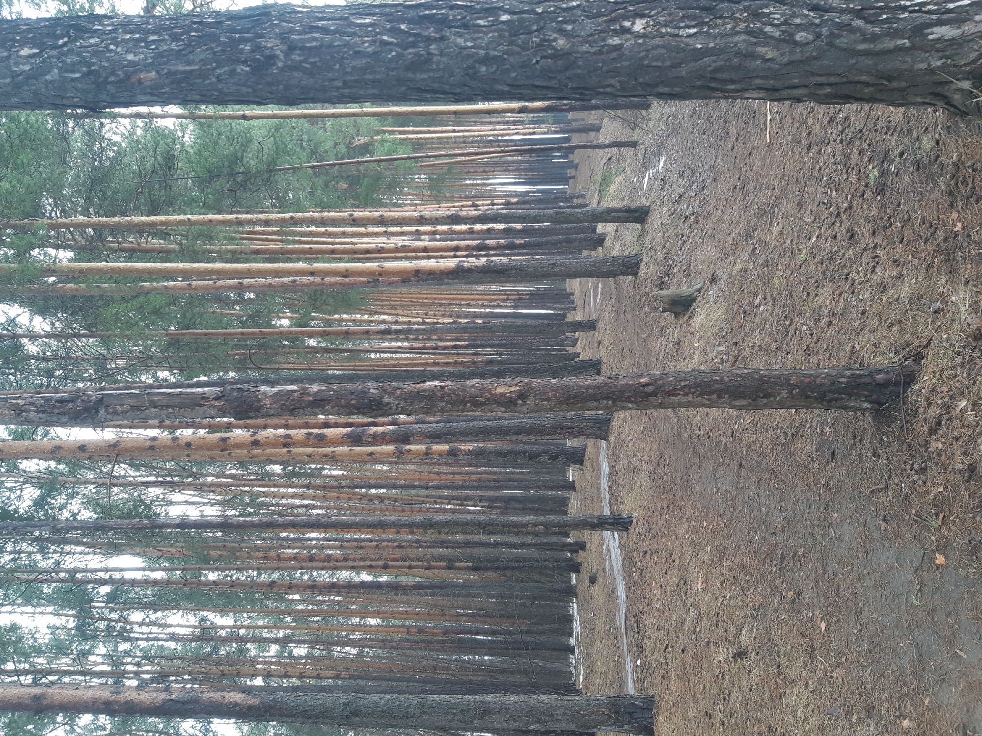 A straight-on, medium shot depicts a narrow path cutting through a densely populated pine forest. The trees are aligned closely, their trunks marked with speckled patterns of brown and gray. The ground is covered in brown leaf litter and debris. A strip of snow or ice runs along the path, indicating a cold or recent thaw. The scene suggests a city location of "Unknown, Unknown."