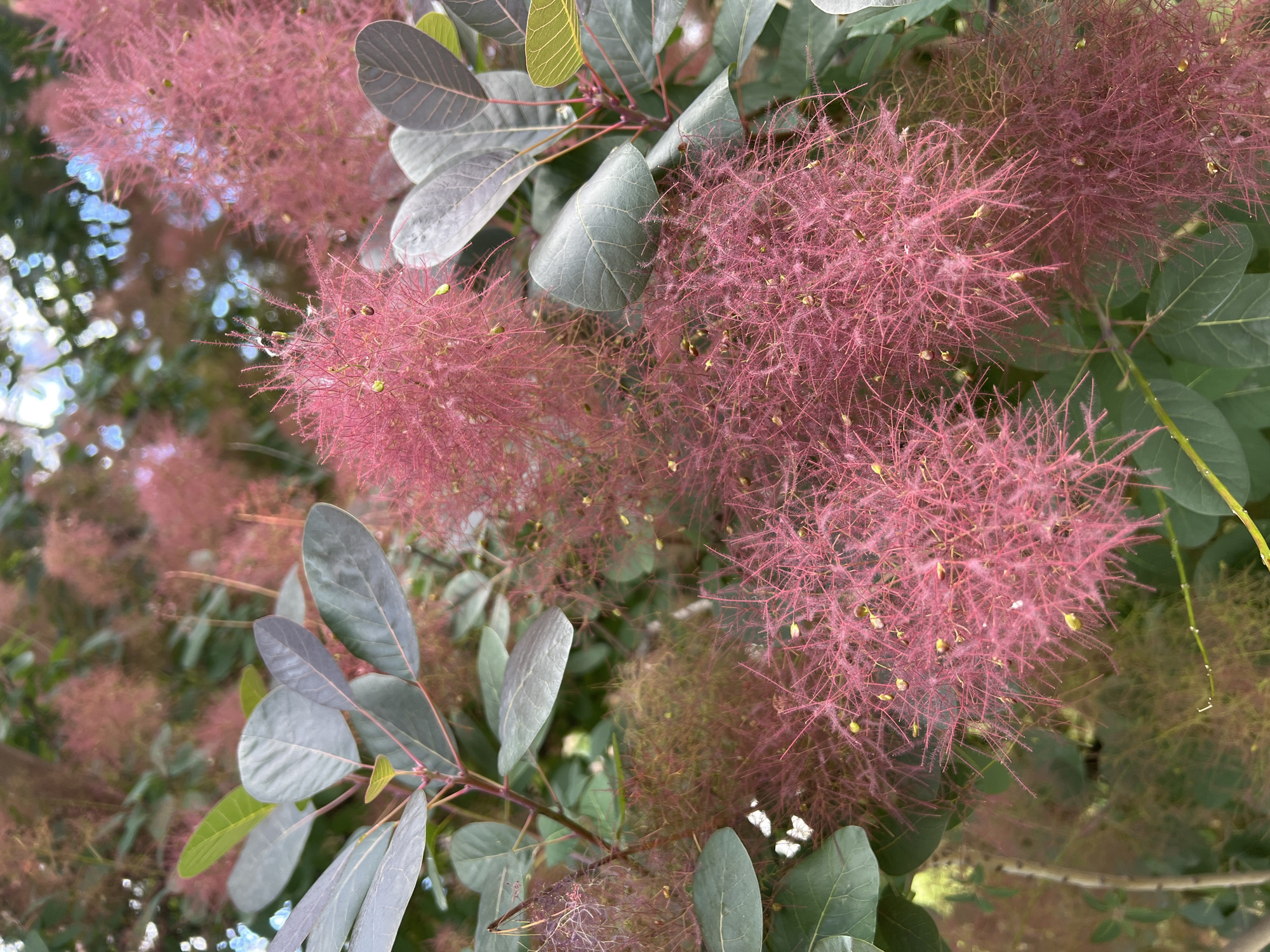 A close-up, eye-level shot focuses on the feathery, pinkish-purple flowers of a Smoke Bush plant. The blooms, some of which are fuzzy and wispy, are clustered together. Interspersed among the flowers are large, dark green leaves with reddish veins. The background is blurred, showing more foliage and a hint of sky with dappled light. A bee is visible on one of the flower clusters. The scene appears to be outdoors, possibly in a garden or park.