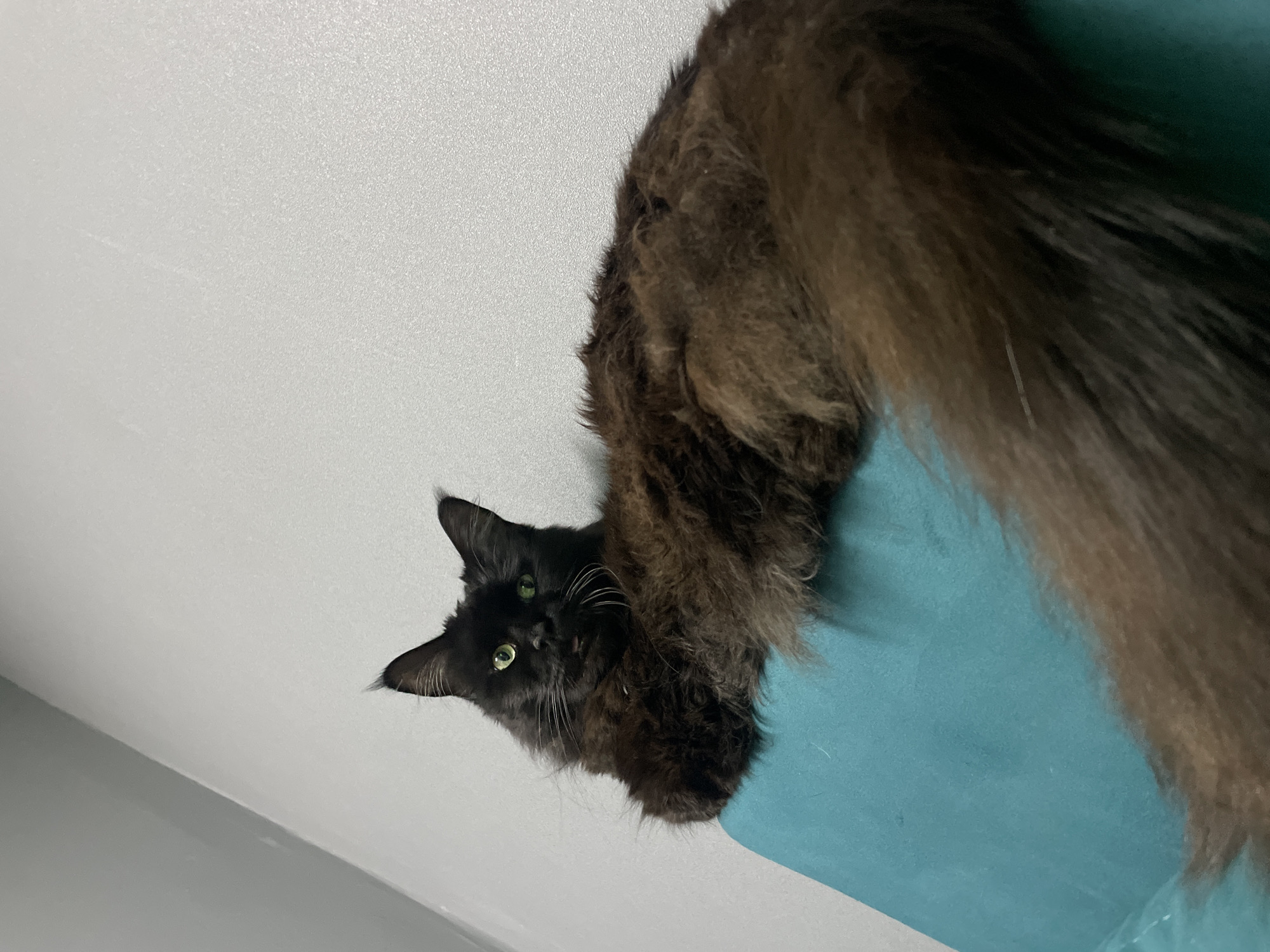 A black cat with amber eyes is looking directly at the camera. The cat is situated on a teal-colored surface, with a light gray wall/ceiling in the background. The cat has long fur. The photo is taken from below, looking up at the cat. There is no evidence to suggest that the picture was taken in Chaikovsky, Russia.