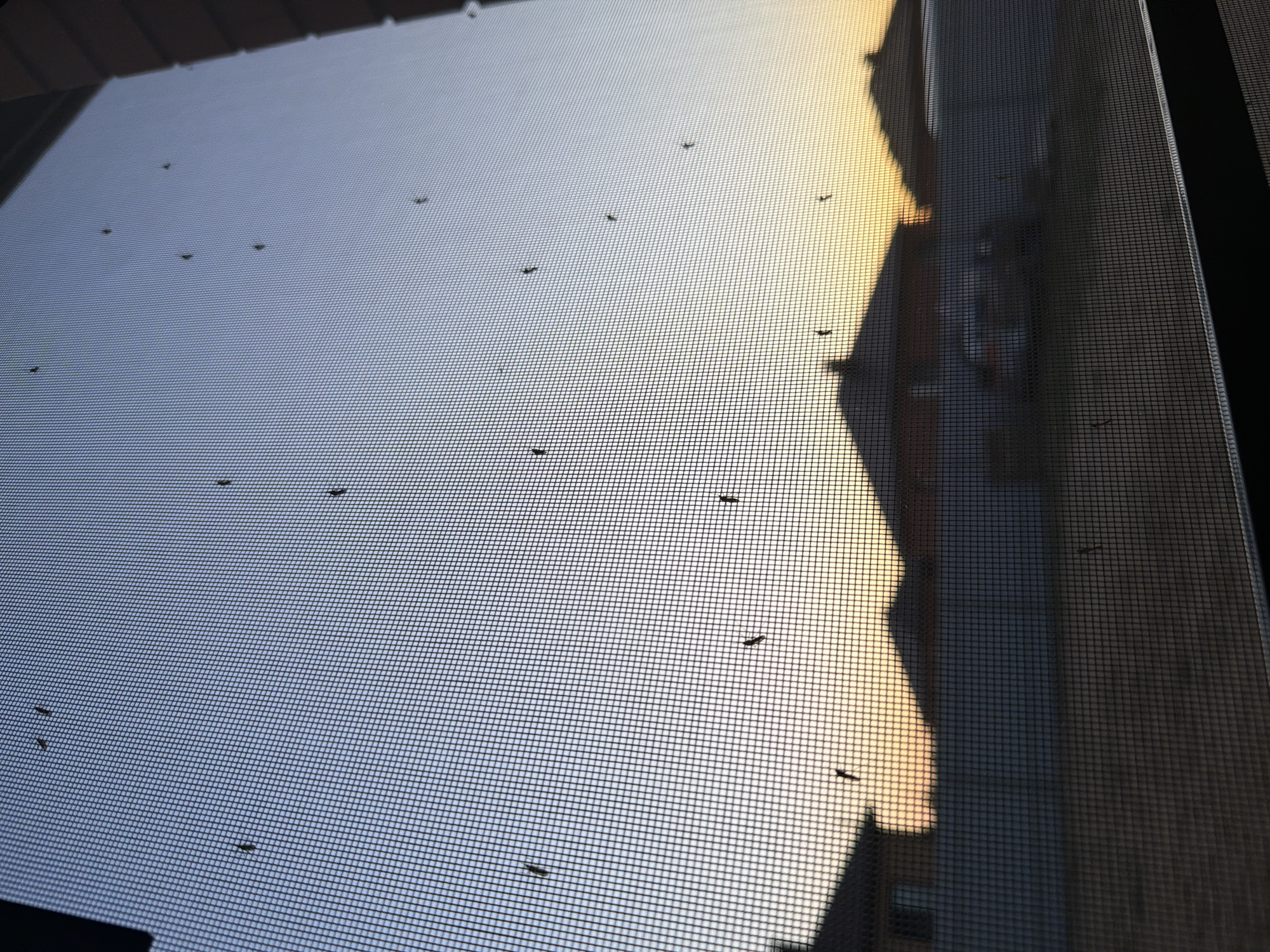 The image shows a view through a window screen at dusk. Silhouettes of houses and a fence are visible in the background, with a car parked in front of one of the houses. The sky is a gradient of blue and orange, indicating the setting sun. Several small, dark insects are scattered across the screen. There are no people or discernible actions taking place. The scene appears to be an exterior view of a residential area. The location is not specified as being in Chaikovsky, Russia.