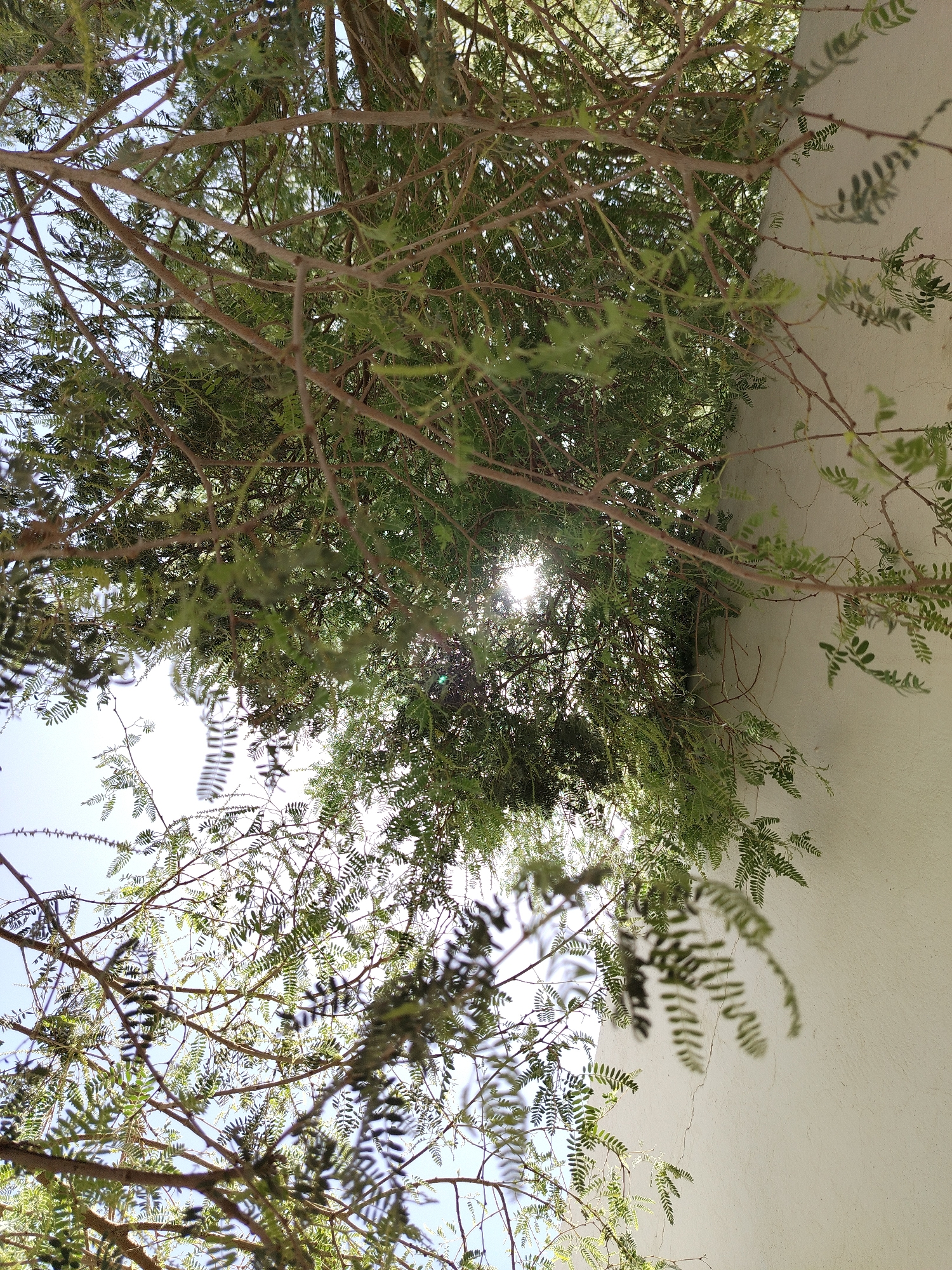 The image, likely taken in Al Mas'oudi, United Arab Emirates, shows a view looking up into the branches of a tree with small, fern-like leaves. Sunlight is visible through the foliage. The tree is growing adjacent to a light-colored wall. The image is taken from a low angle, looking upward. The wall is plain and appears to be made of a textured material.
