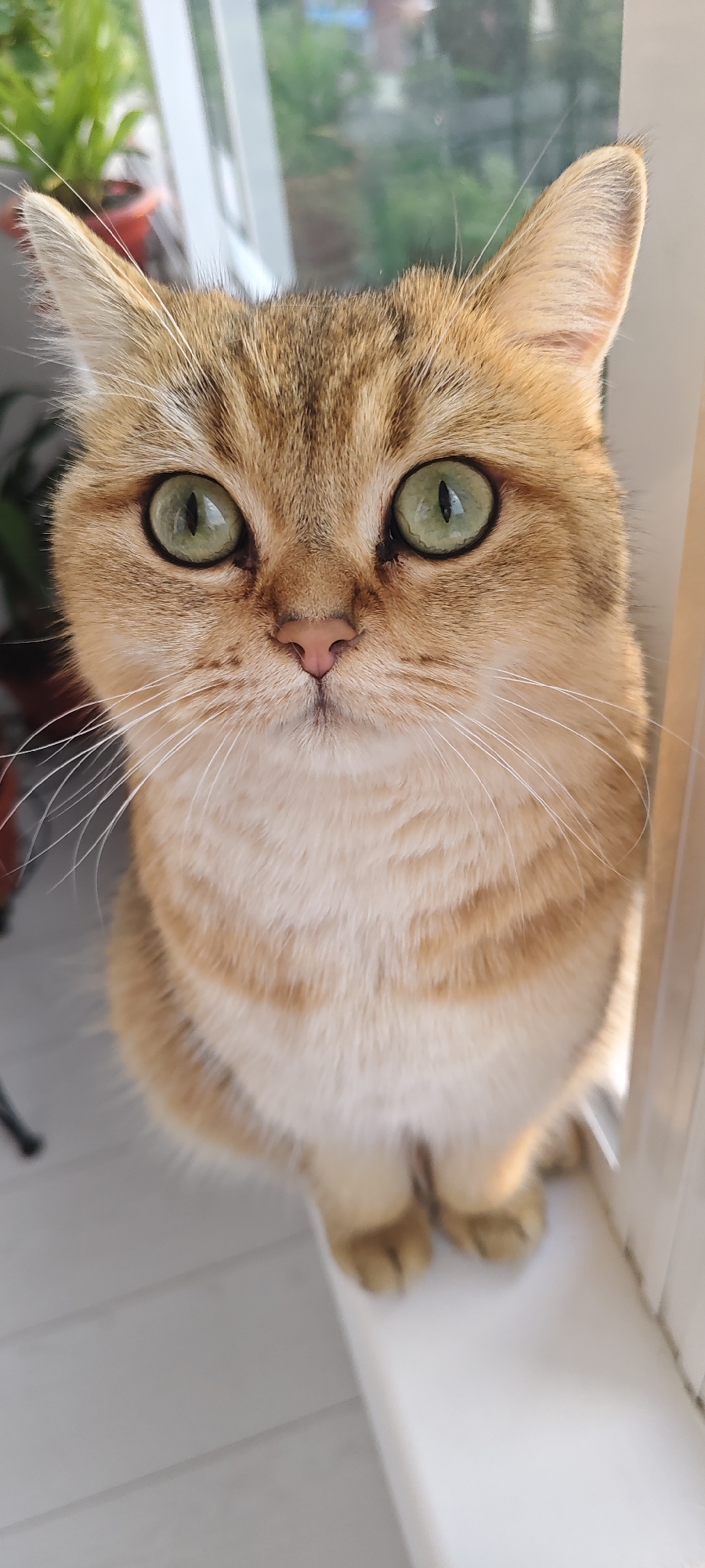 A close-up, eye-level, vertical shot shows the head and upper chest of a light brown domestic cat with green eyes. The cat is sitting on a white ledge. The background is blurred, showing greenery and a window frame. The cat's fur is a light golden brown with darker tabby markings on its head and chest. Its eyes are large and round, with visible pupils. A few white whiskers extend from its muzzle. The cat's nose is pink.